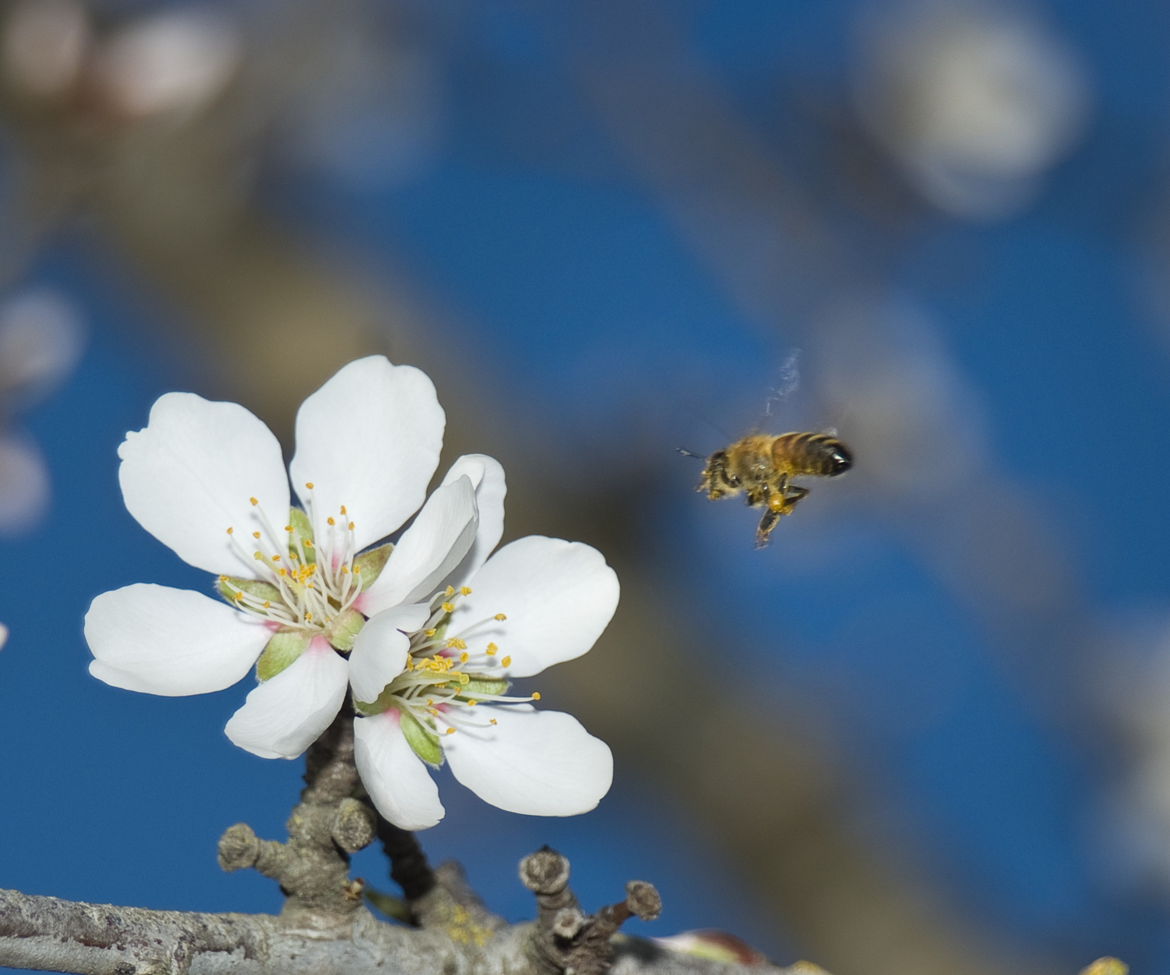 Mandelblomst med pollinator og blå himmel utover
