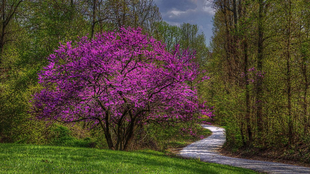 Redbuds trenger 'veldig lite beskjæring' for å være vakre blomstrende trær - oppdag trimmingstips fra en nasjonal samlingsinnehaver