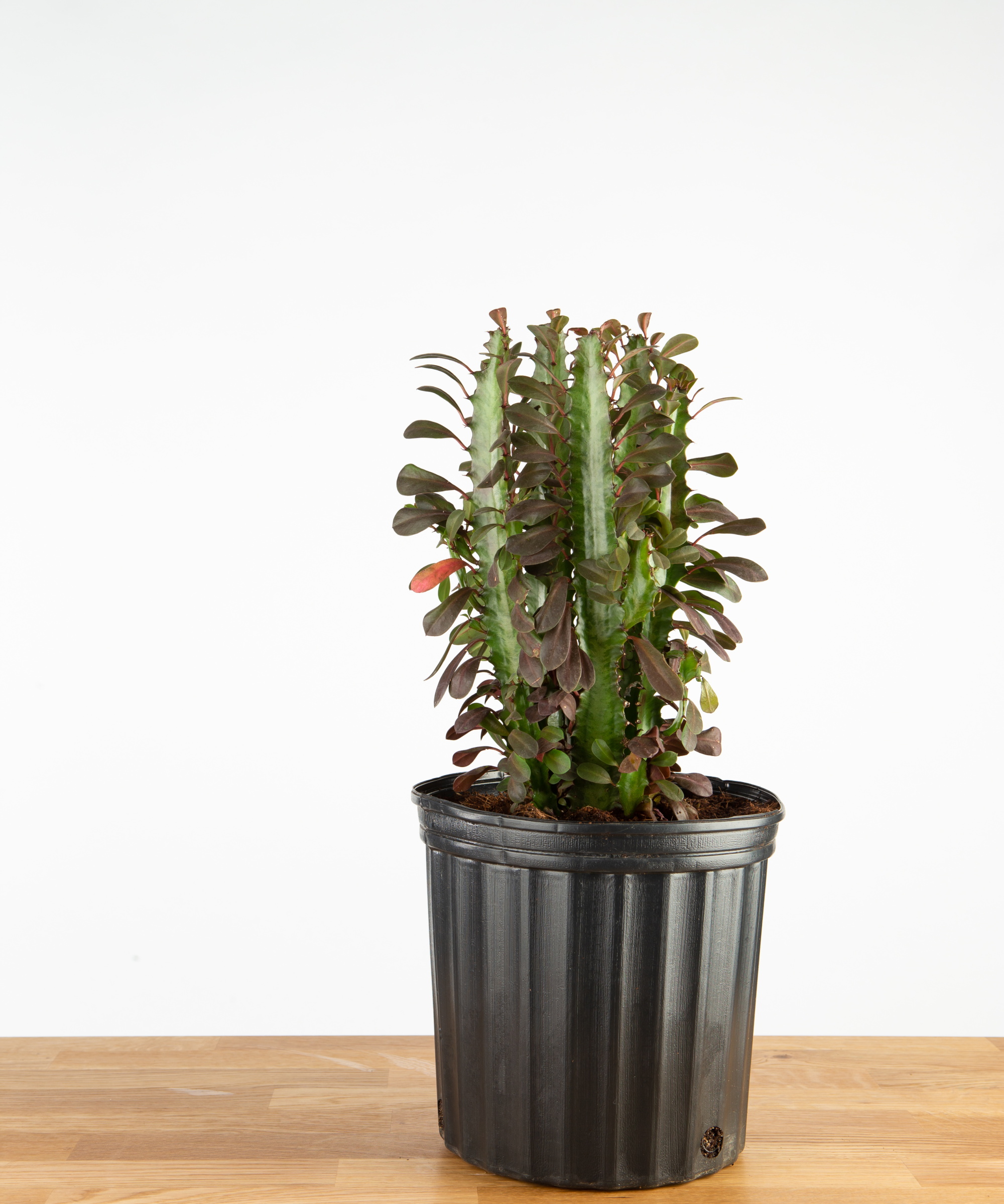Euphorbia -husplanten
