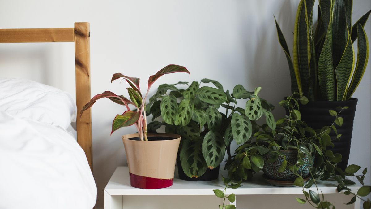 5 stueplanter du aldri skal plassere på soverommet ditt, ifølge Feng Shui og interiørdesigneksperter - pluss hvilke planter å velge i stedet