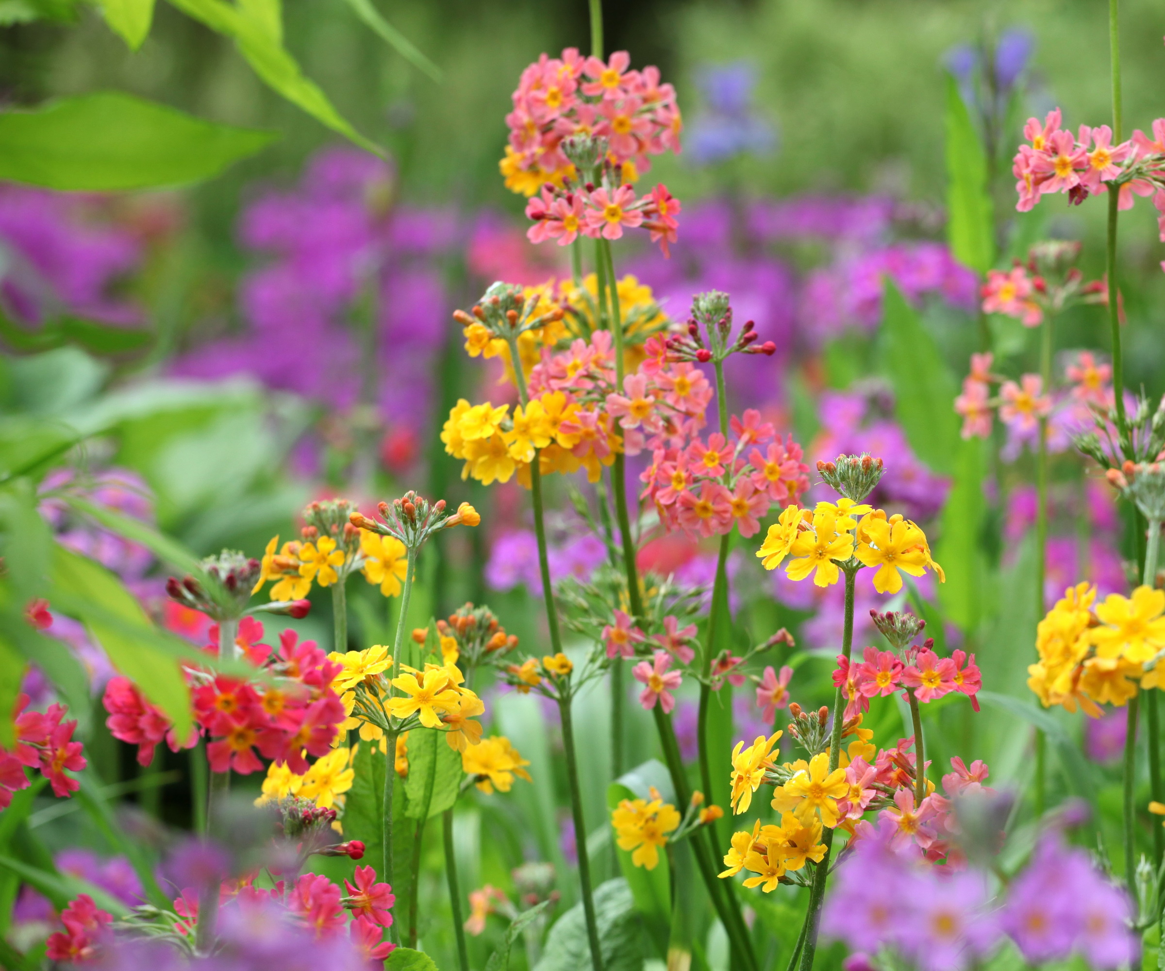 Candelabra primulas blomstrer i rødt og gult