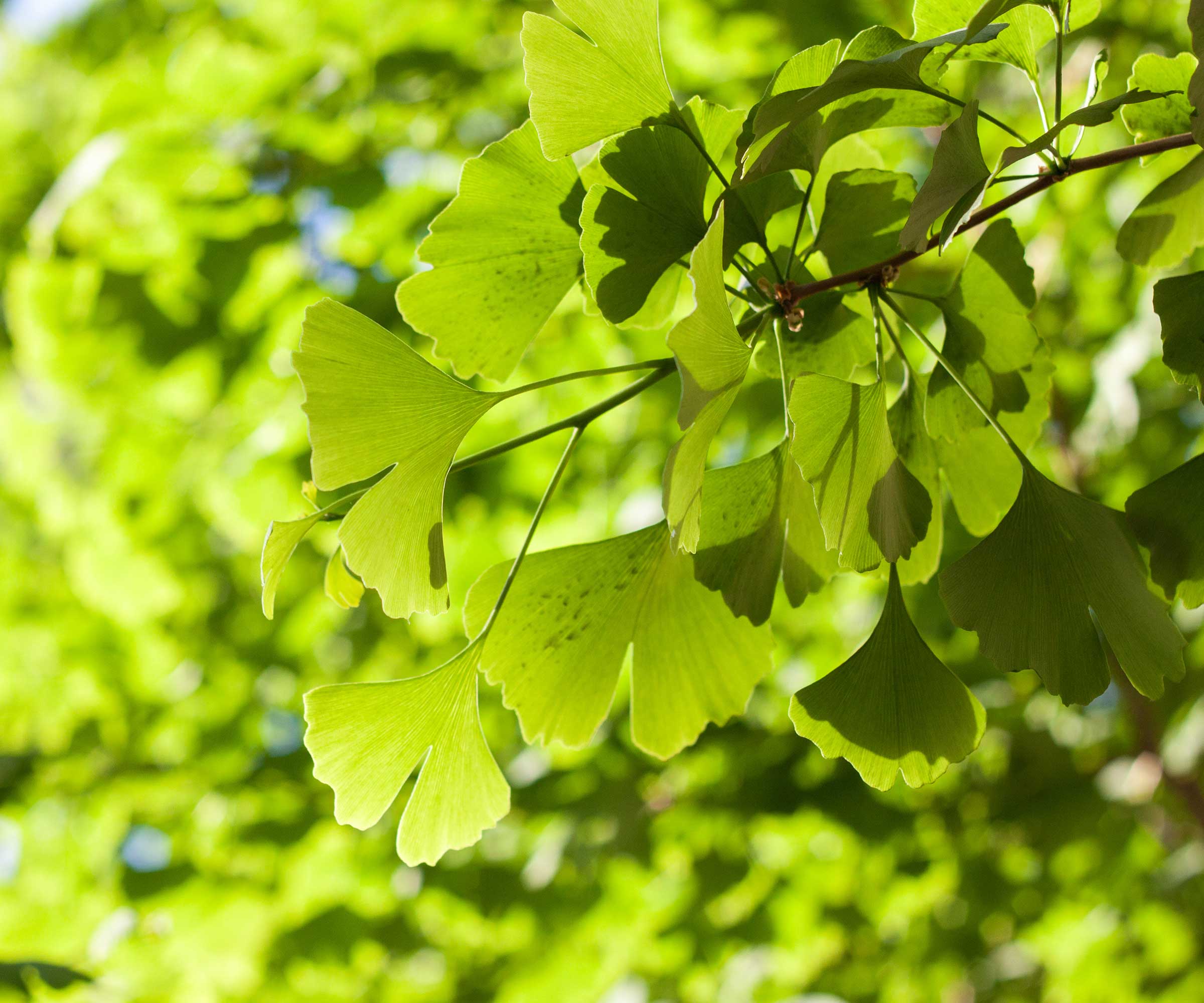 Grønne gingko blader