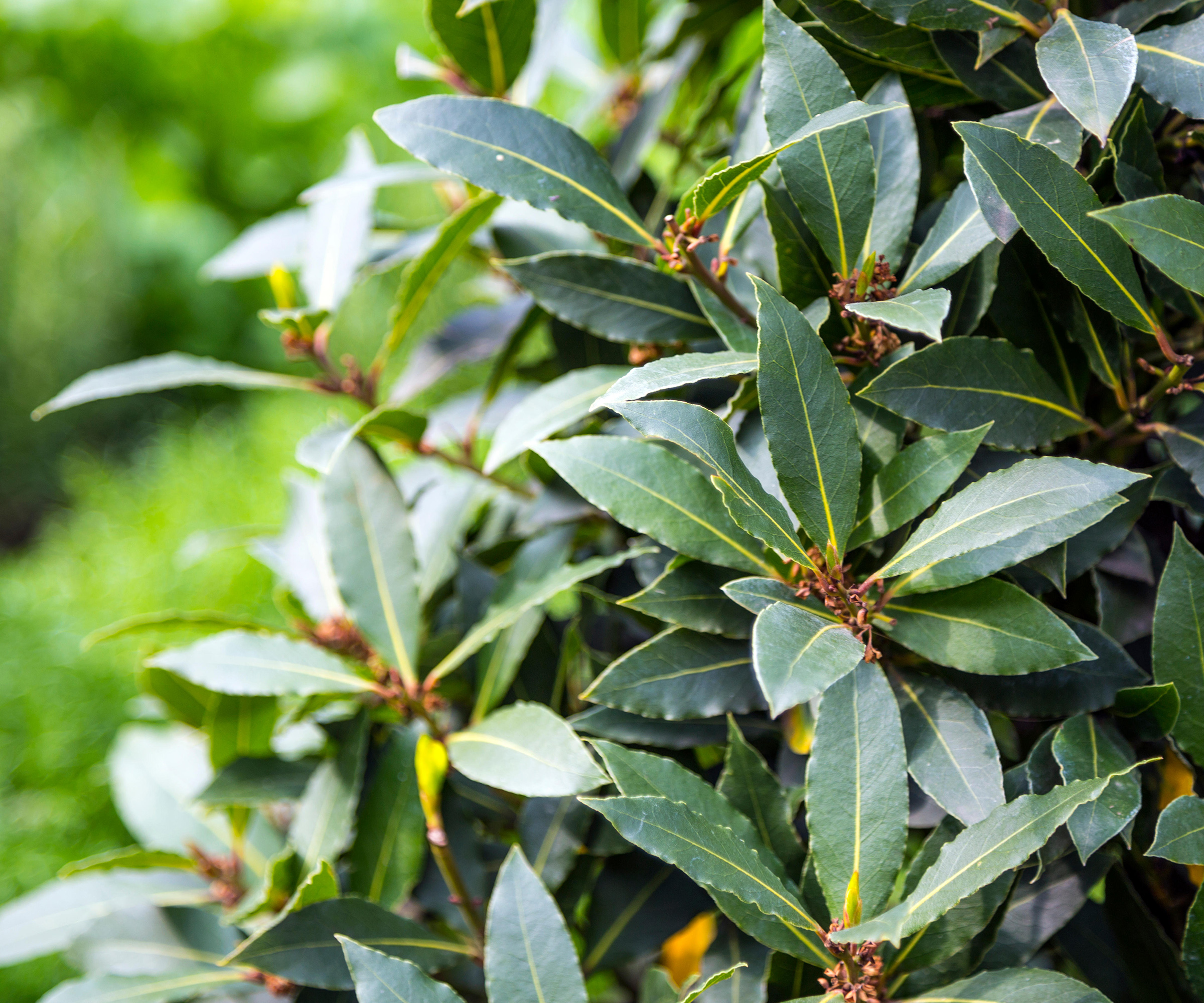 Nærbilde av Bay Tree (Laurus Nobilis)