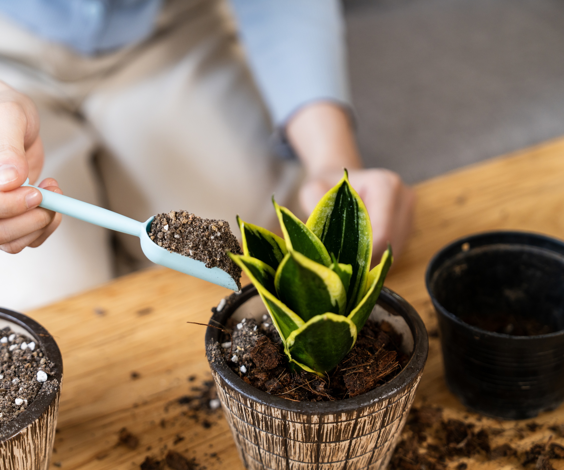 Snake Plant Potting Mix