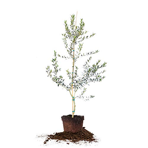 Perfekte planter Arbequina Olive Live Plant, 4-5ft, inkluderer omsorgsguide
