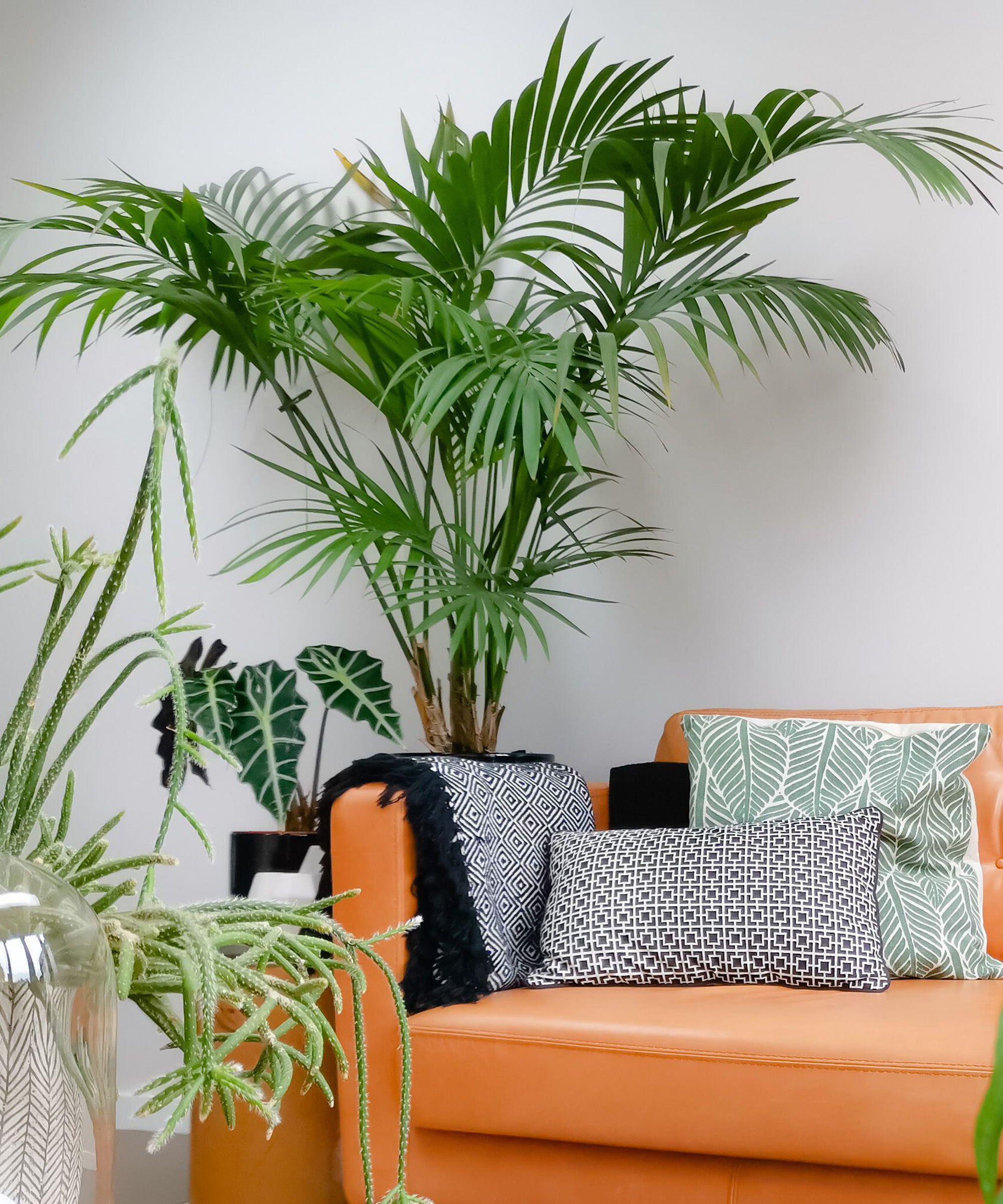 Stor Kentia Palm Plant bak en oransje sofa