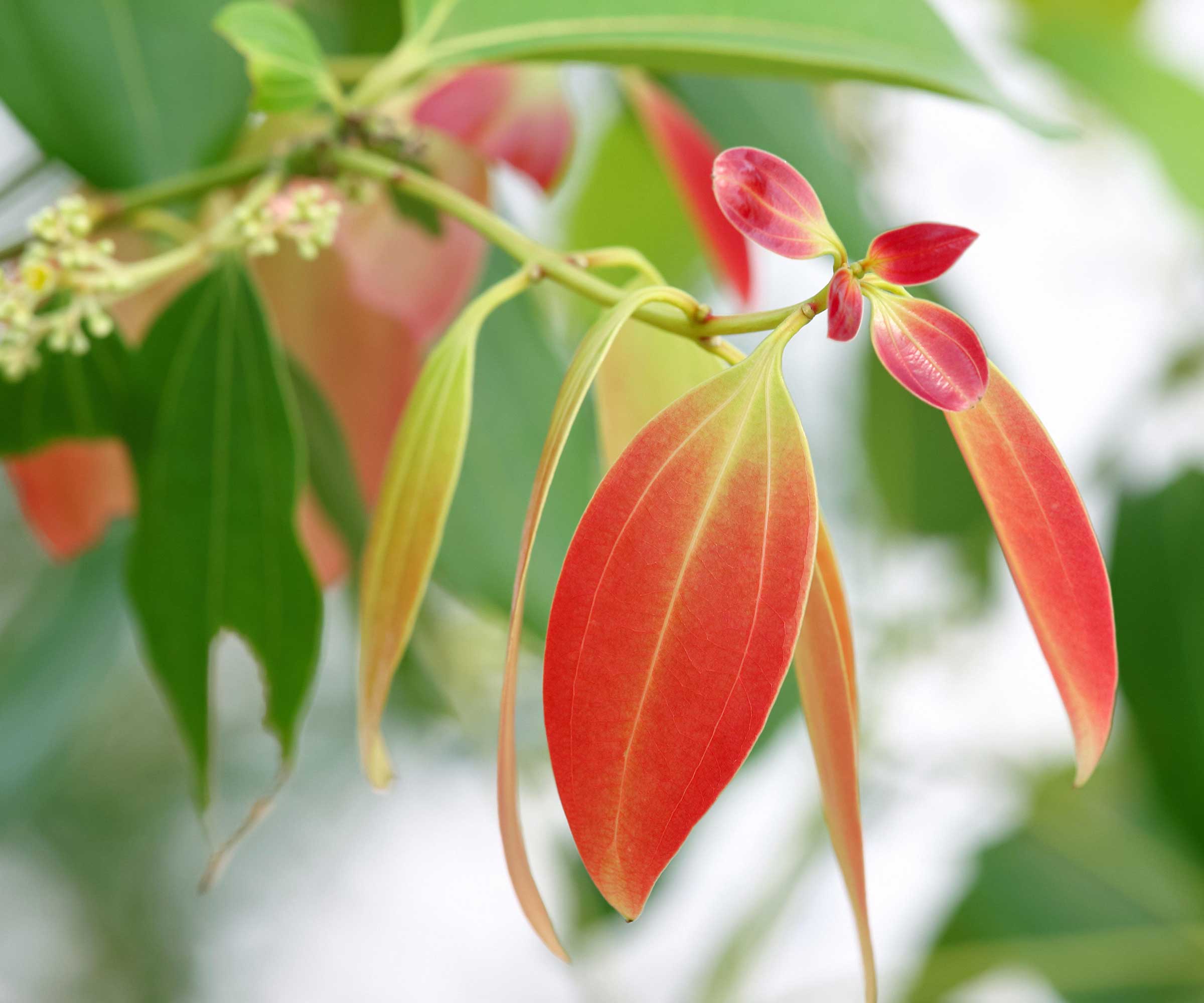røde blader på en kanelplante