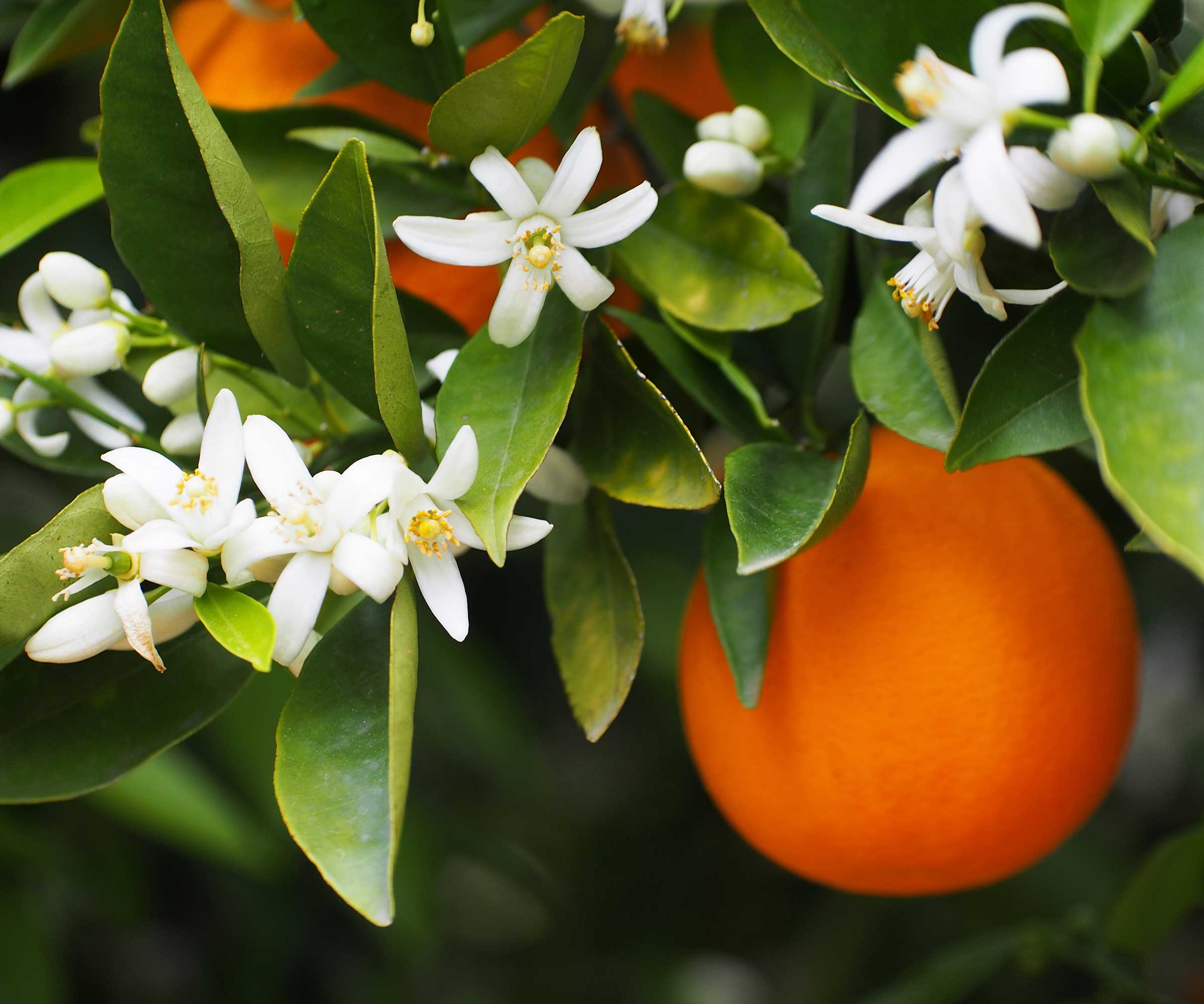 appelsin og appelsinblomster