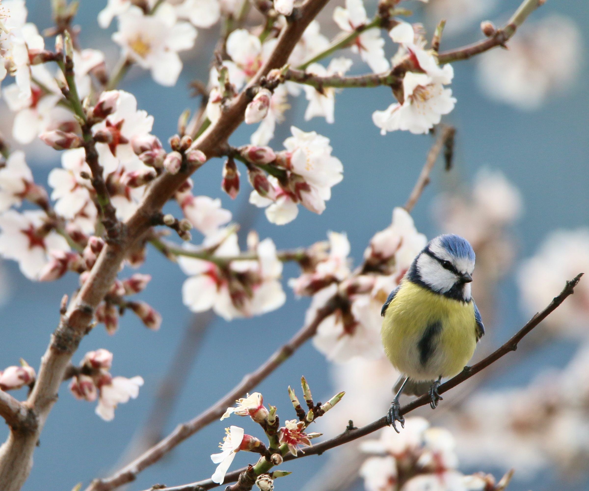 Mandelblomst med blå tit