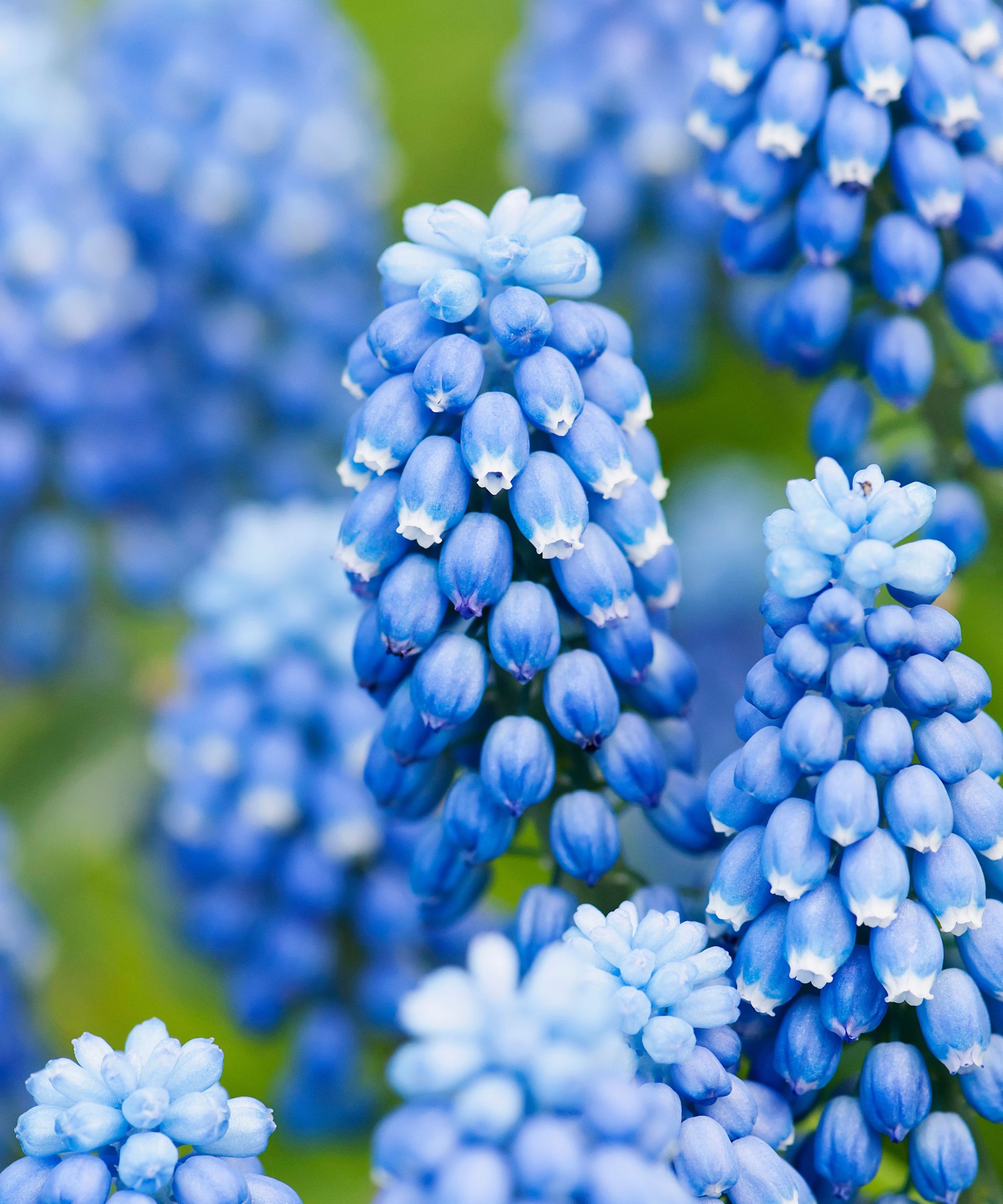 Druehyasint, Muscari botryoides 'Superstar', nærbilde av de blå blomstene.