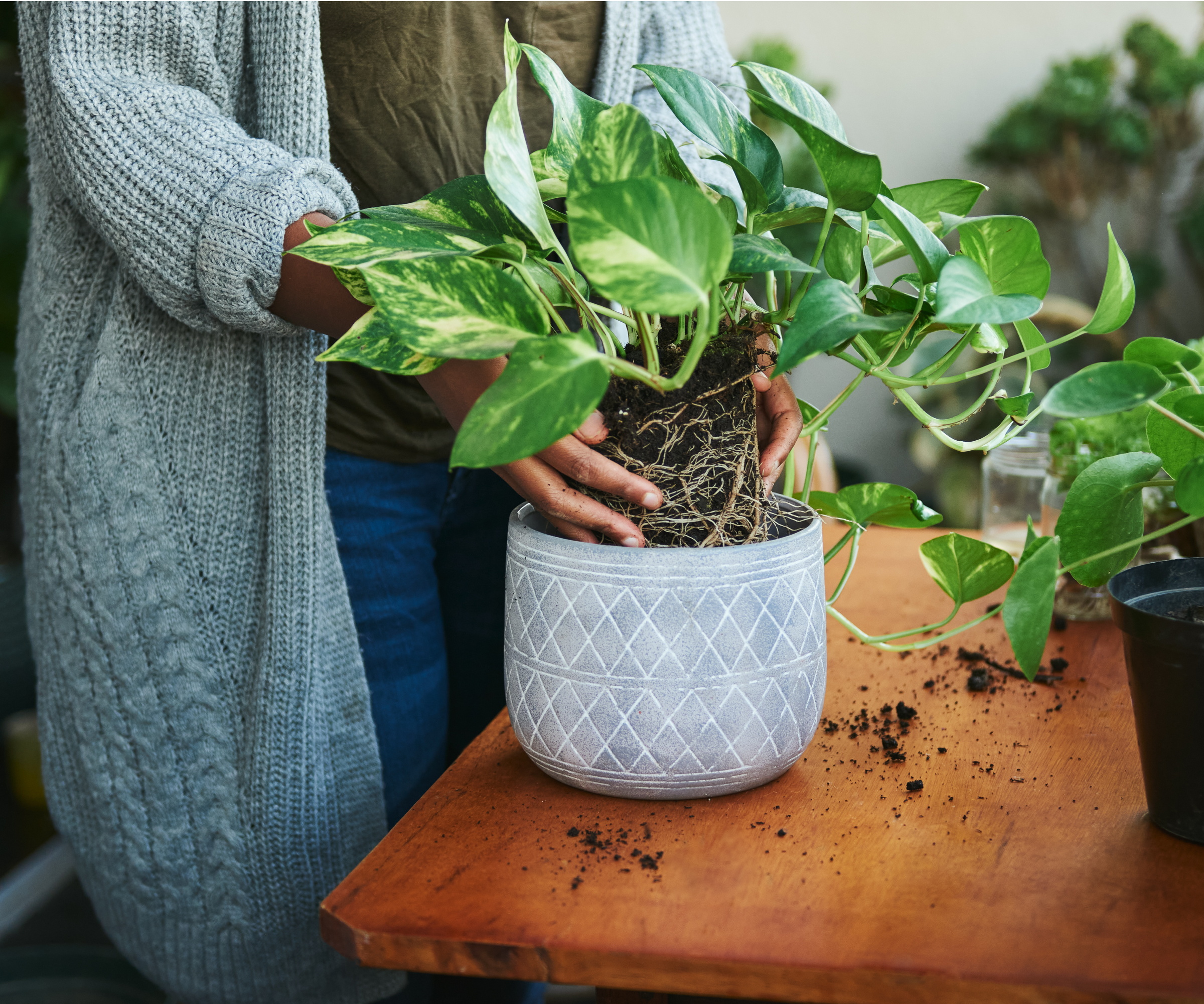 pothos potteblanding
