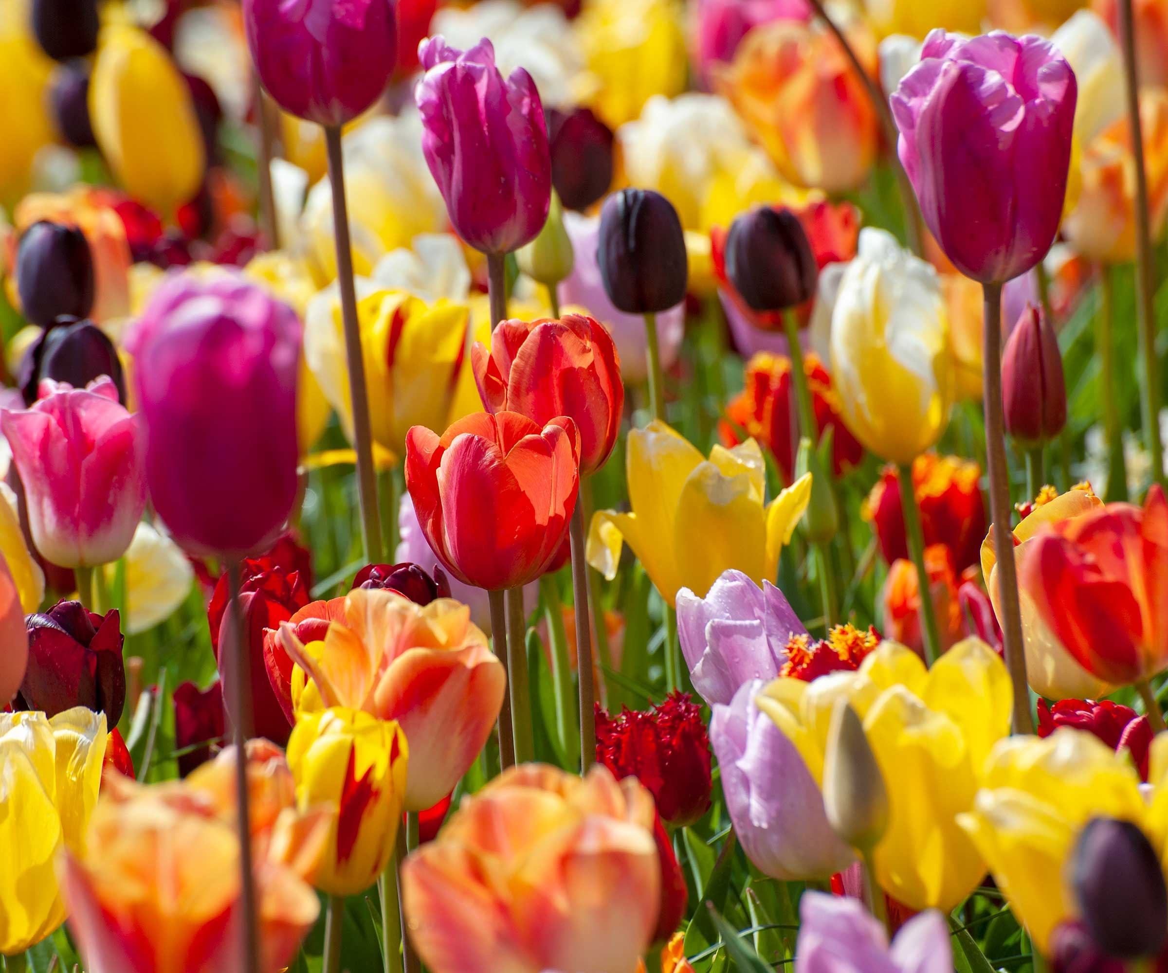 fargerike tulipaner