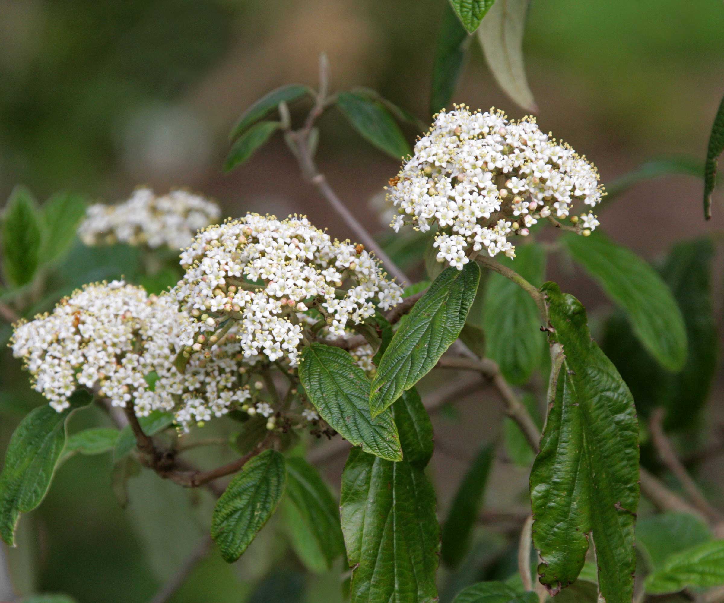 Leatherleaf Viburnum blomster