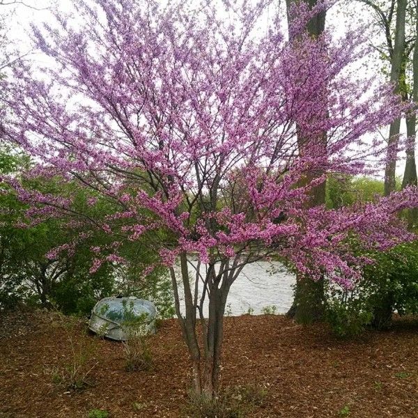 Øst -Redbud