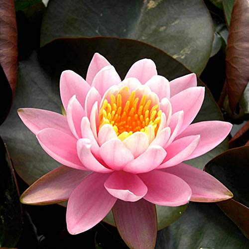 Planterest - Nymphaea Fabiola Pink Hardy Water Lily Rhizome Live Aquarium Plant Buy2Get1Free