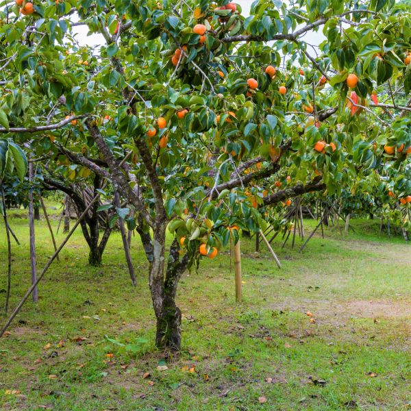 American Persimmon Tree til salgs | Naturehills.com