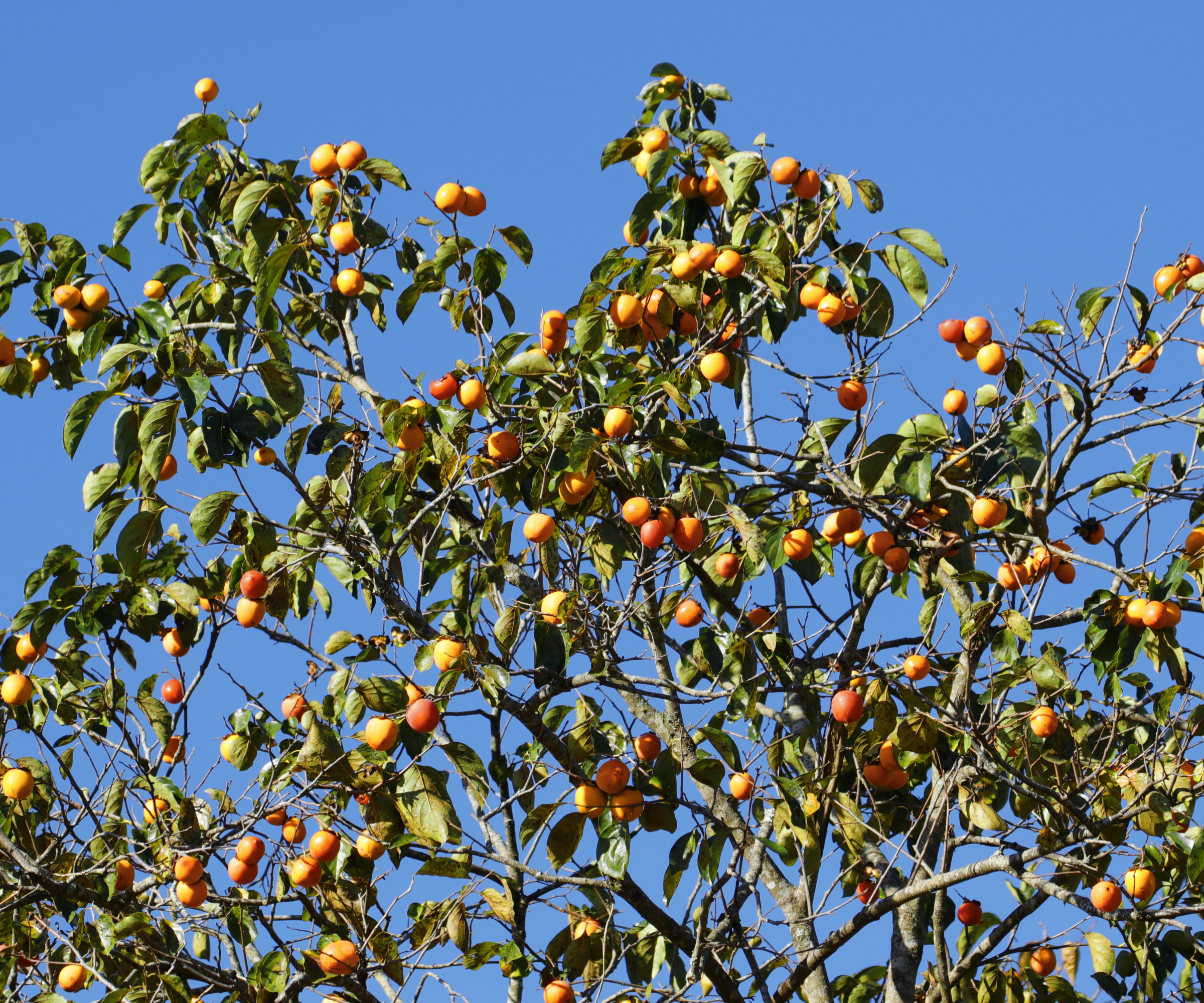 Persimmon Tree i sollys