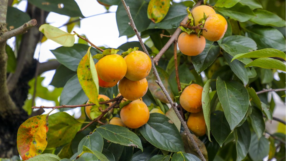 Hvordan få et persimmon tre til frukt - hageeksperter sier at å gjøre disse 3 tingene vil gi deg en rik høst av uvanlige, oransje frukt