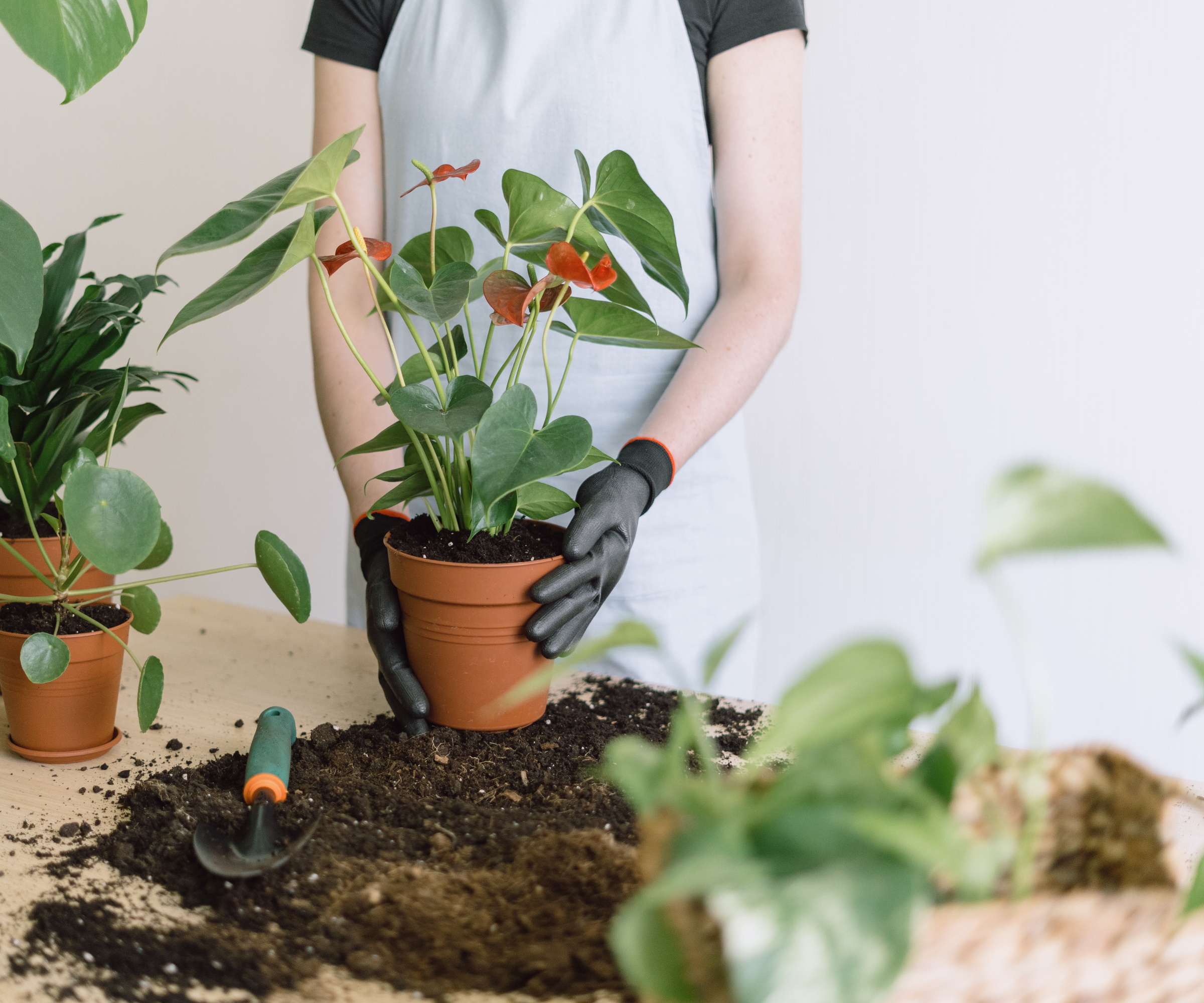 Anthurium pottet opp