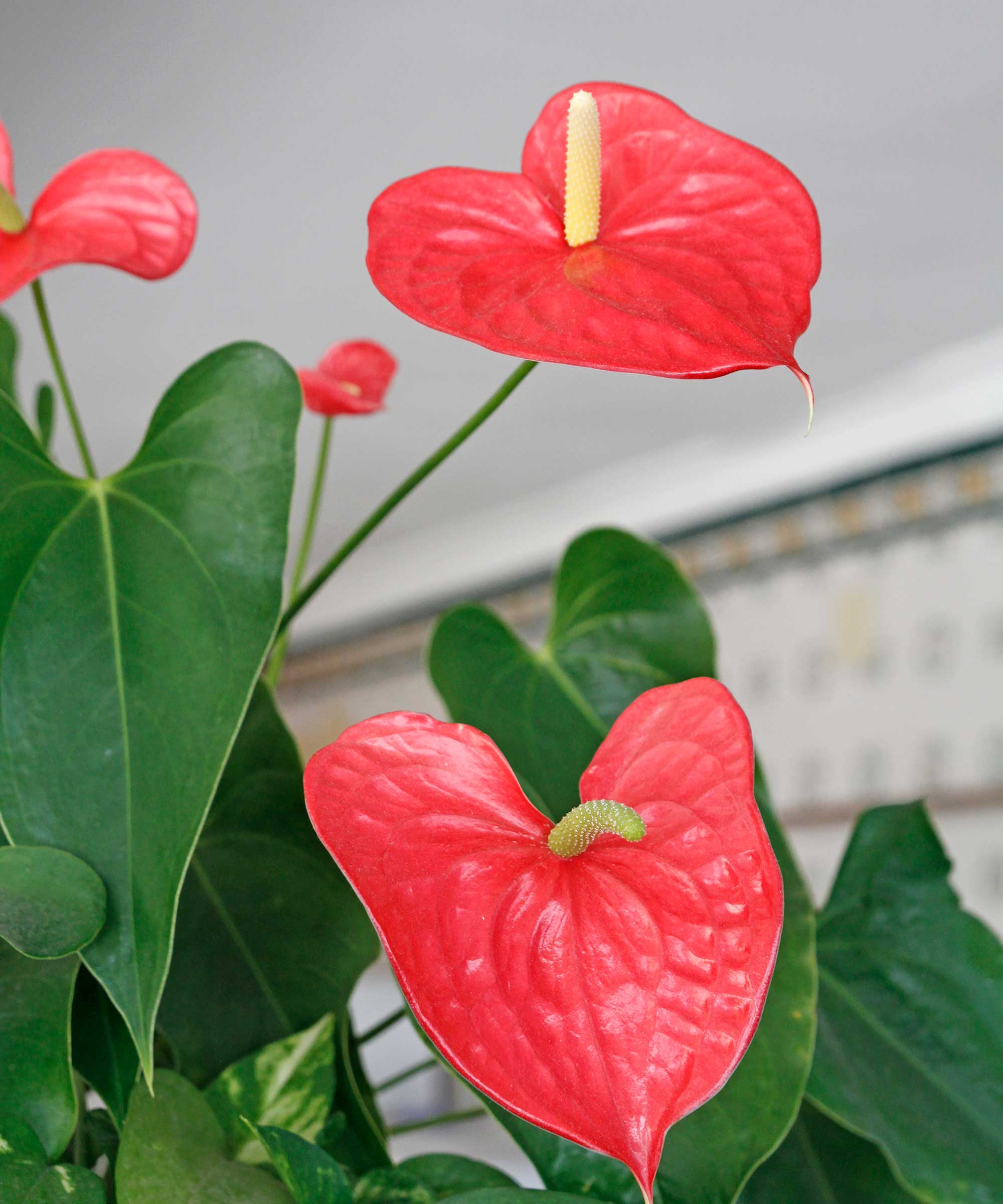 Nærbilde av røde anthurium-blomster