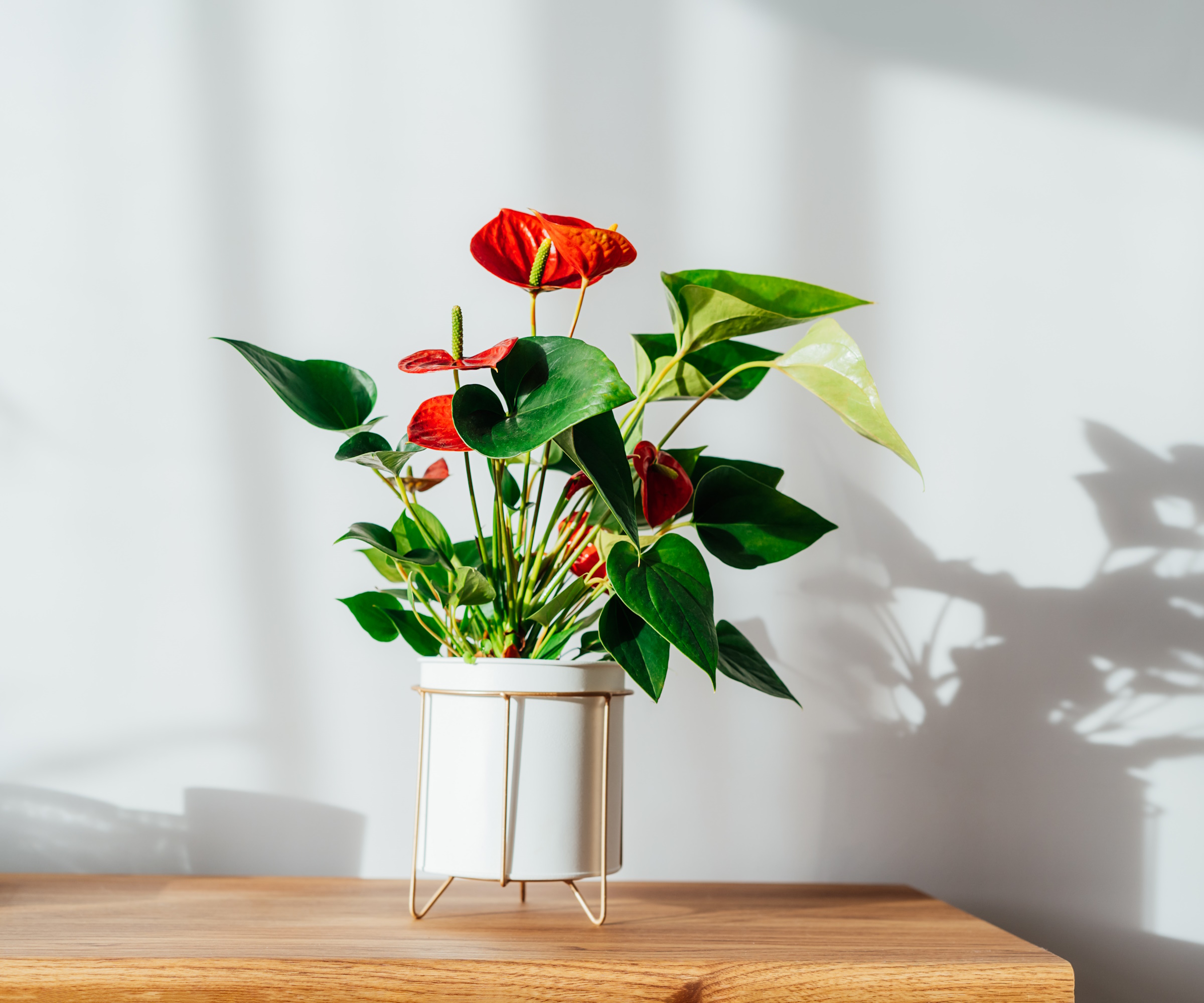 Fødsling av anthurium