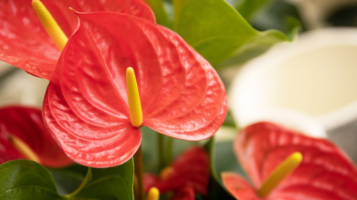 Hvordan forplante et anthurium - planteeksperter avslører hvordan man multipliserer disse fargerike husplantene fra stiklinger og etter divisjon