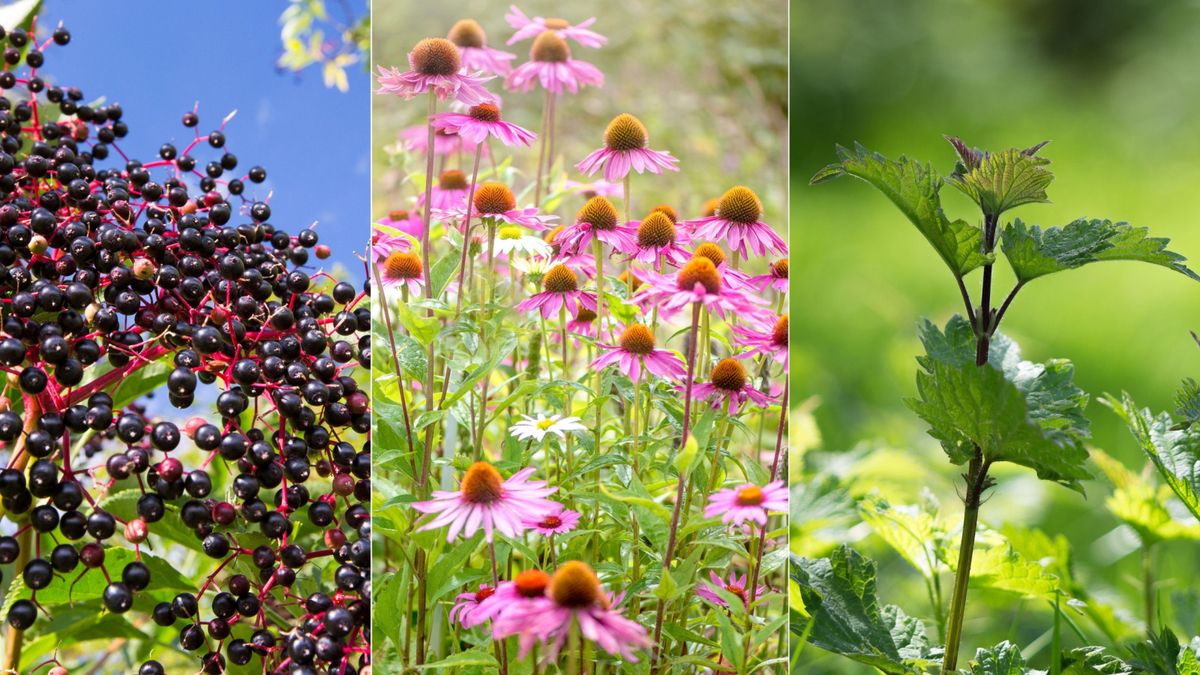 7 Medisinplanter du ikke vet vokser i hagen din - urtemedisin avslører hvordan helbredende urter og blomster kan støtte mental og fysisk velvære