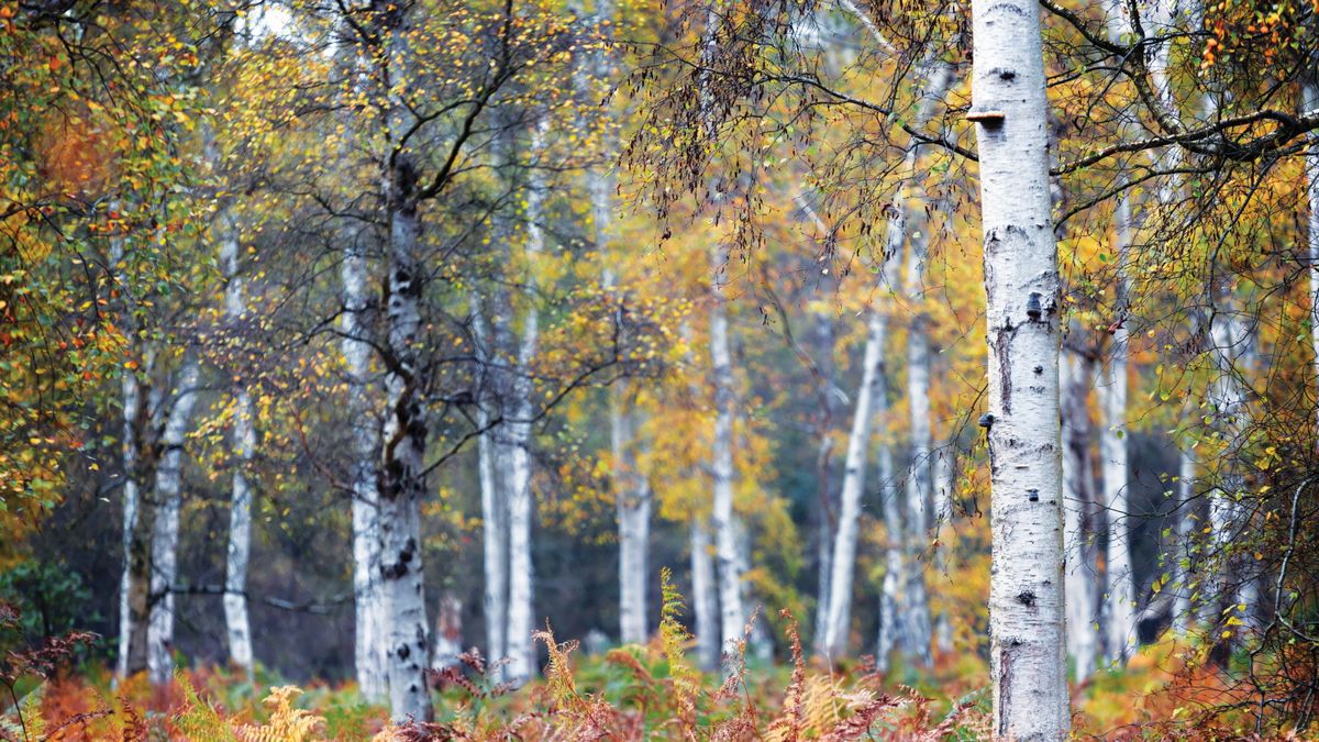 Arborister avslører når du skal beskjære et bjørketre for å holde det sunt og vakkert, pluss når du ikke skal trimme