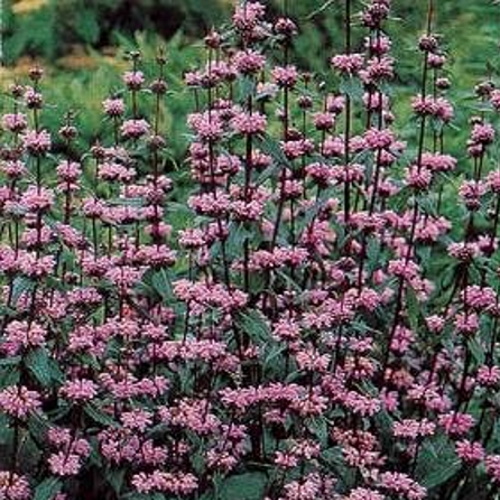 Phlomis tuberosa frø