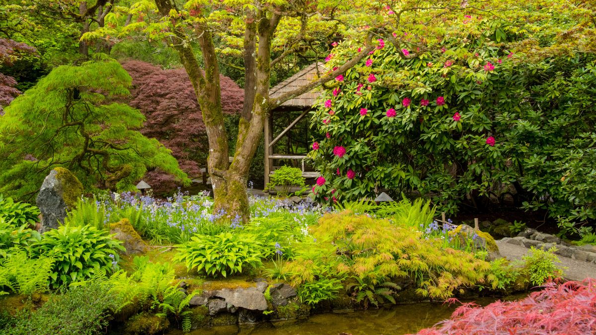 Beste planter for en japansk hage - Ekspertegåralister anbefaler 7 varianter for å skape beroligende farger og en følelse av ro