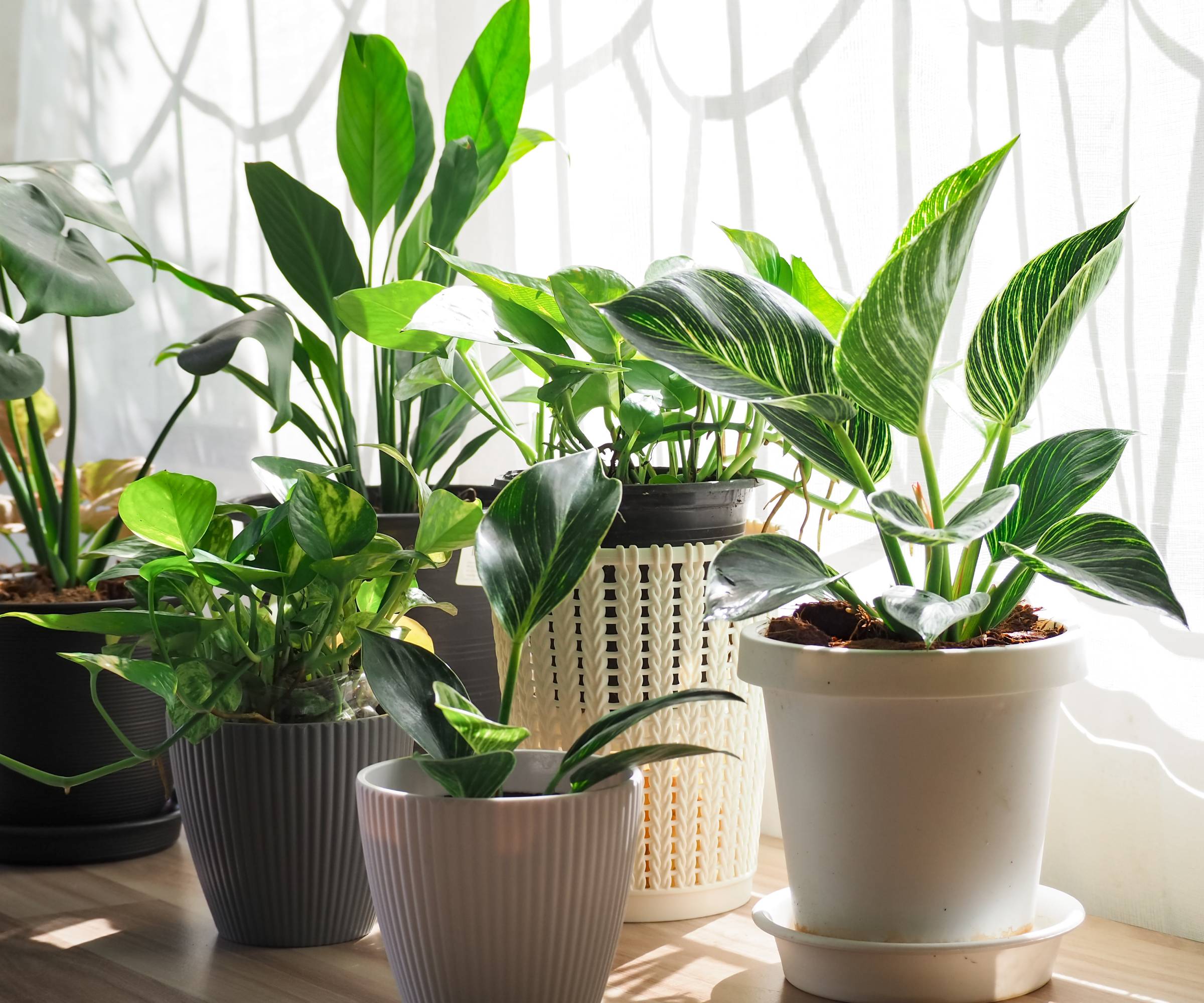 Gruppe av stueplanter sitter på avsats i nærheten av solfylte vindu med ren gardin