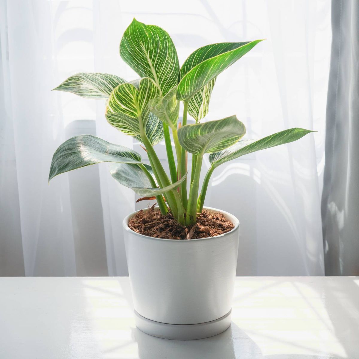 Hvordan lage filtrert eller indirekte lys for planter
