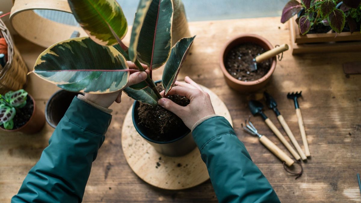 Beste miljøvennlige husplantverktøy-9 måter å beskytte innendørsplanter mot mikroplastikk