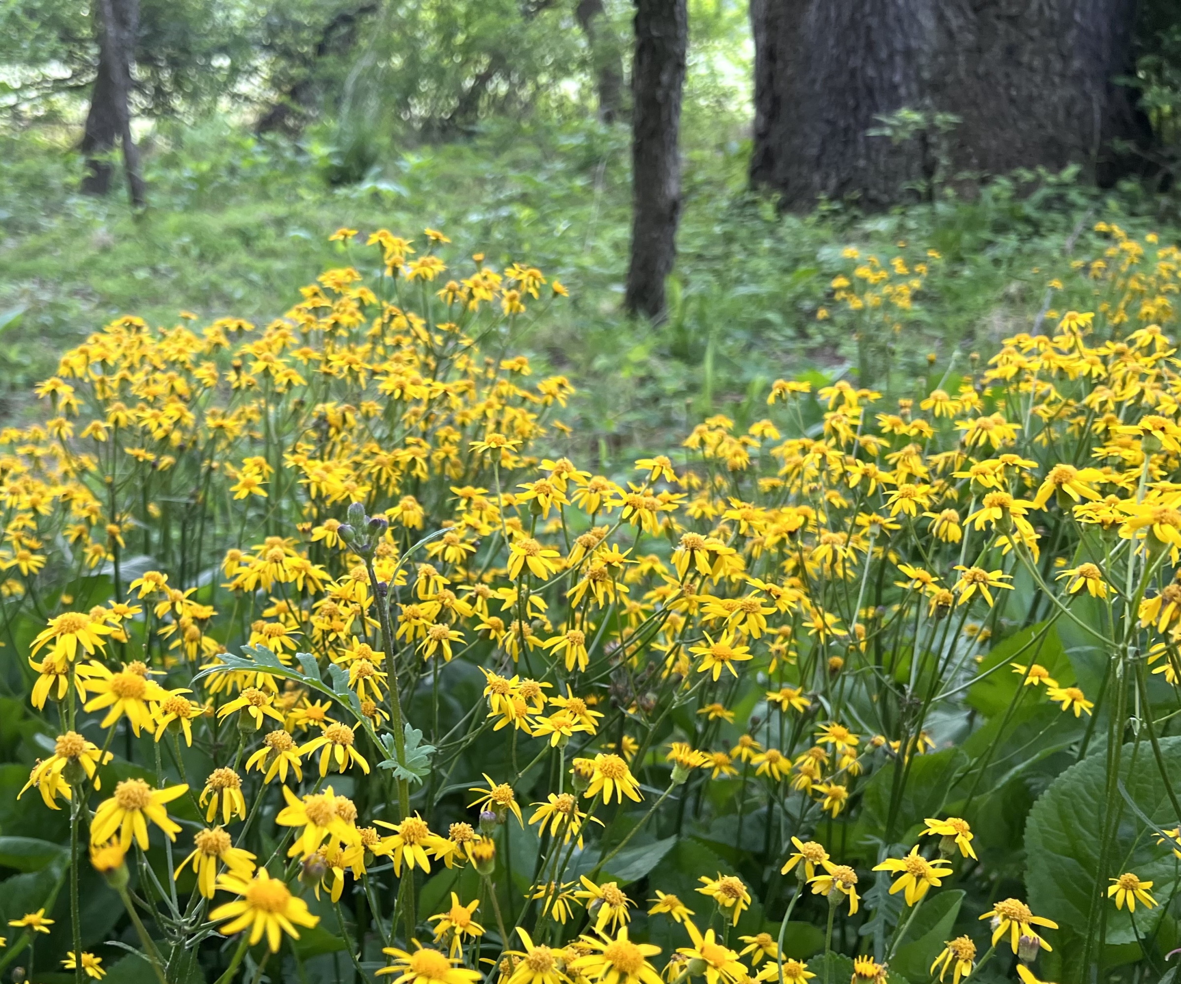 Golden Groundsel vokser i en eng