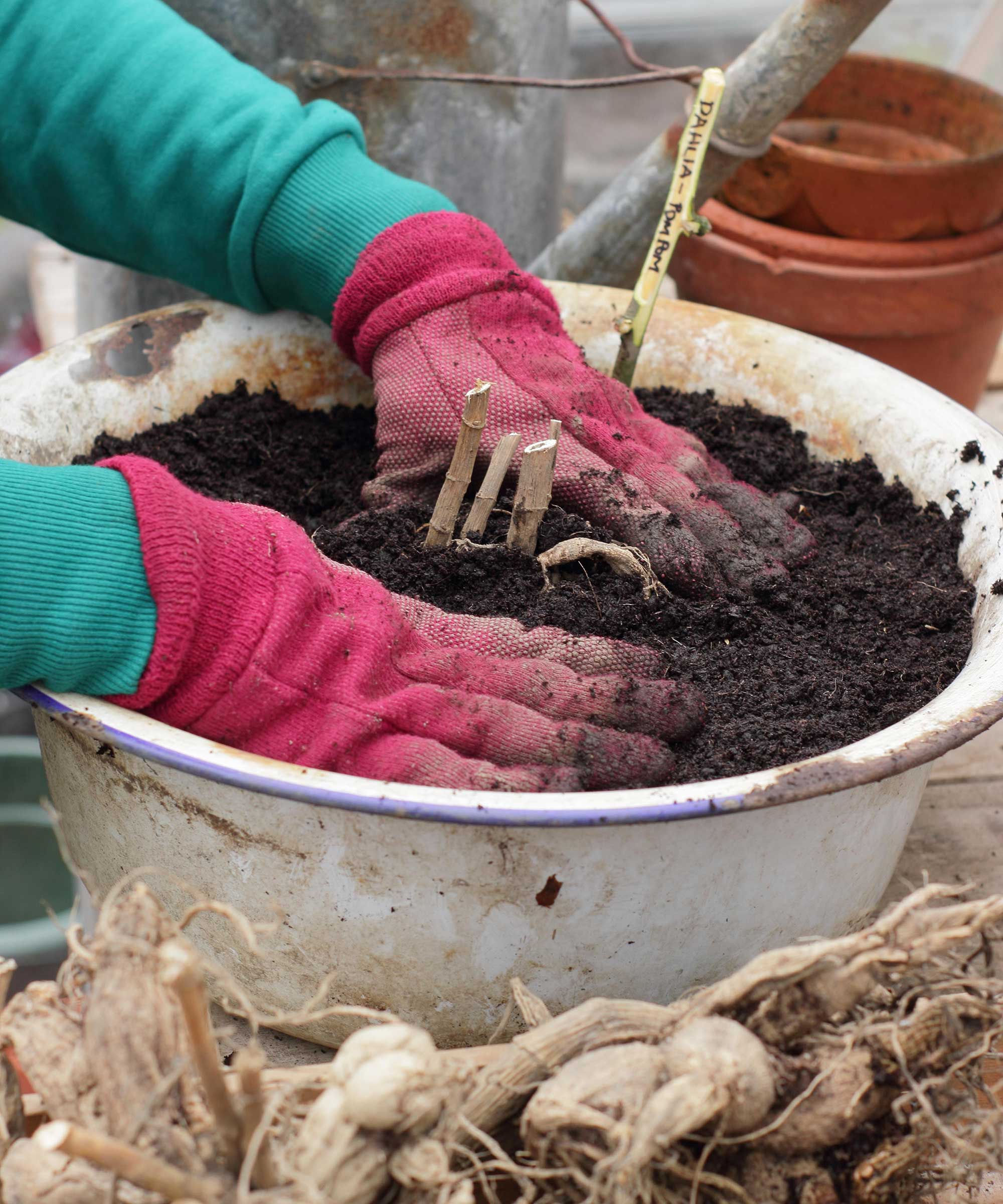 Planting av Dahlia -knoller