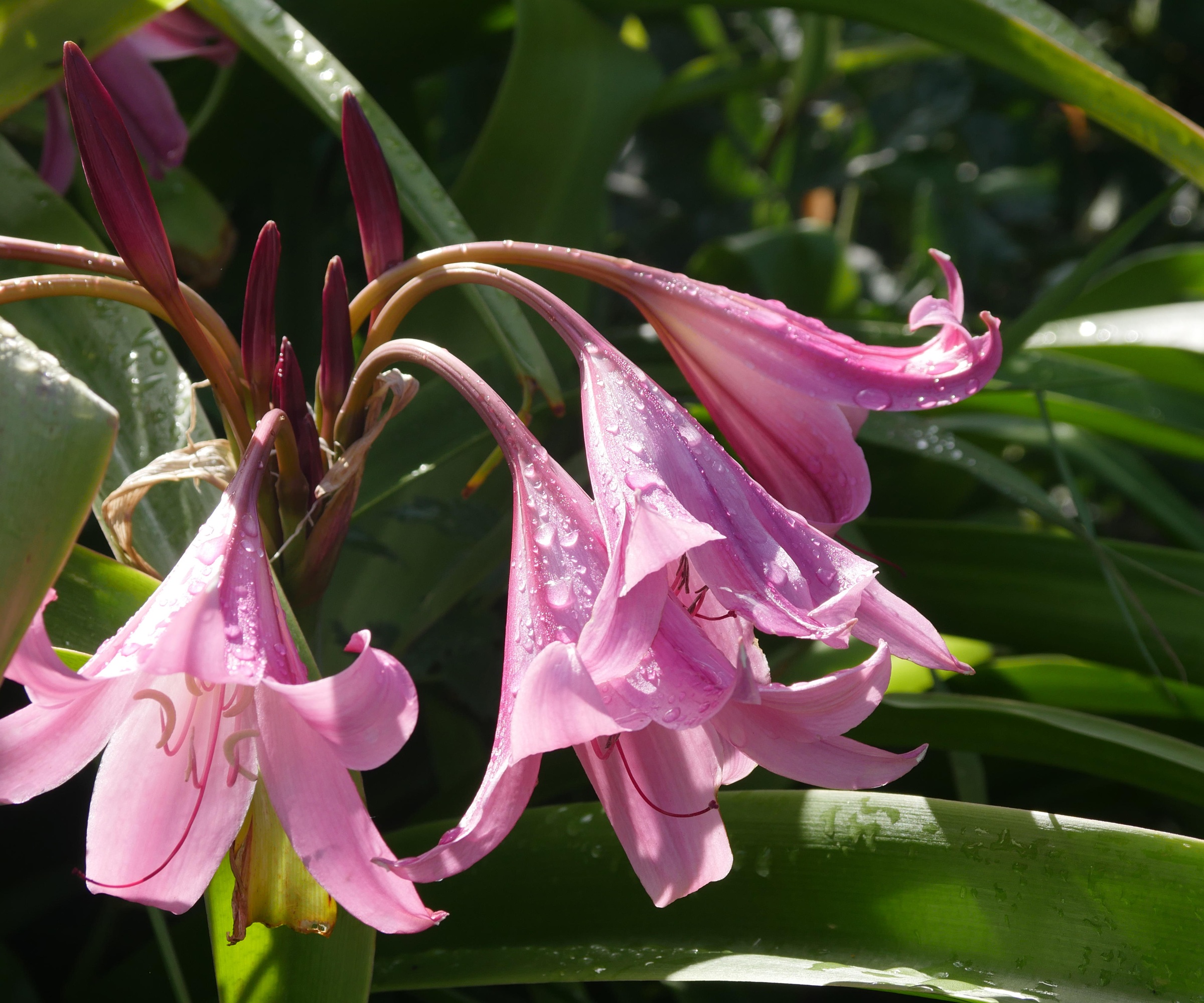Crinium Powelli