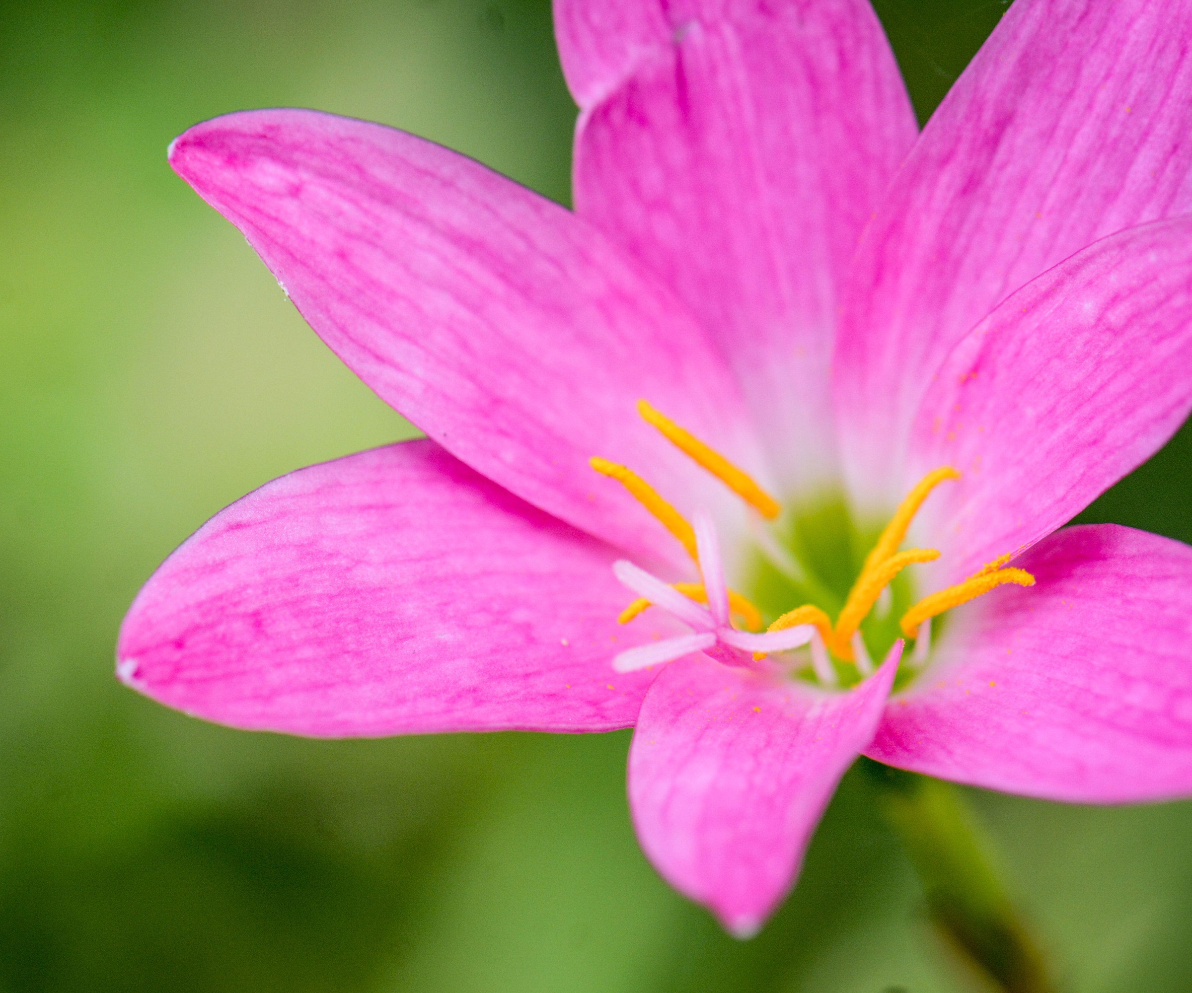 Rain Lily, Zephyranthes Minuta