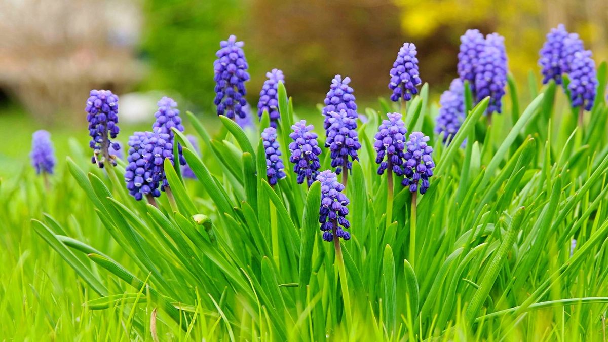 Du vil ikke tro hvor enkle disse blomstene er å vokse-9 feilsikre pærer for blendende farger og garantert blomstrer