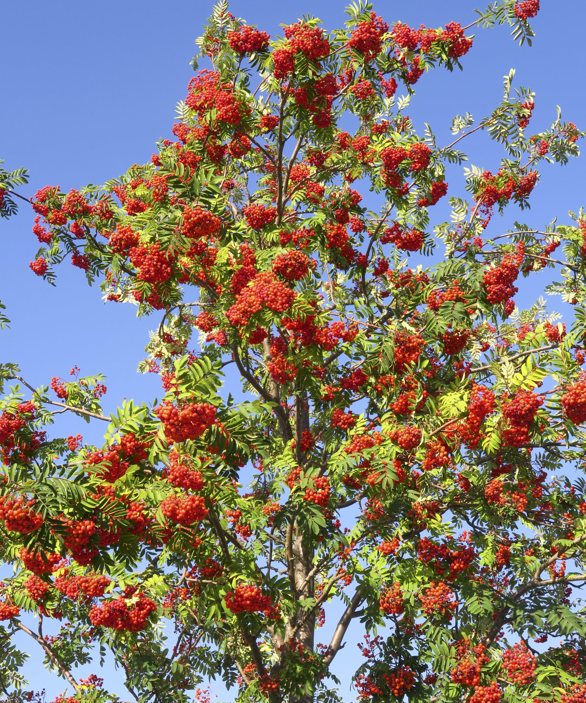 Sorbus -tre om våren