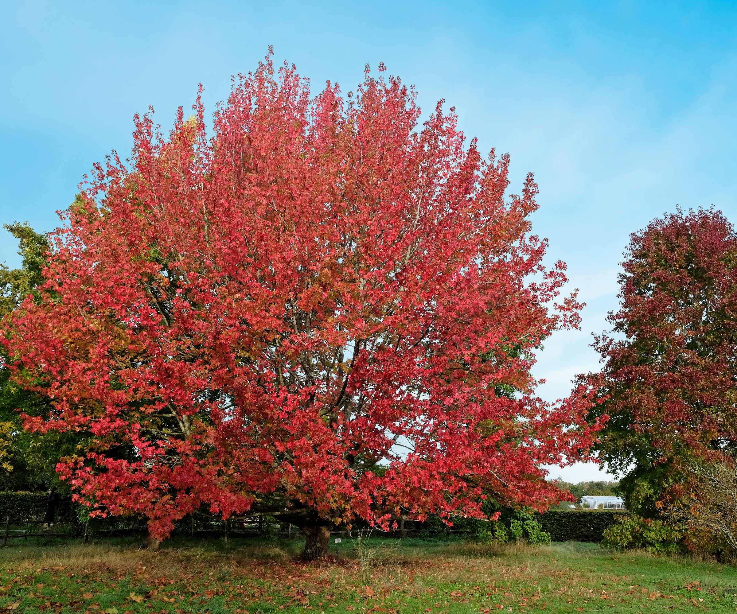 Rødt og oransje løvverk av et liquidambar -tre