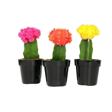 Element av Altman Plants Multicolor Cactus Plants 3 -Pack - Live Plants - Full Sun - 2,5 -tommers potter
