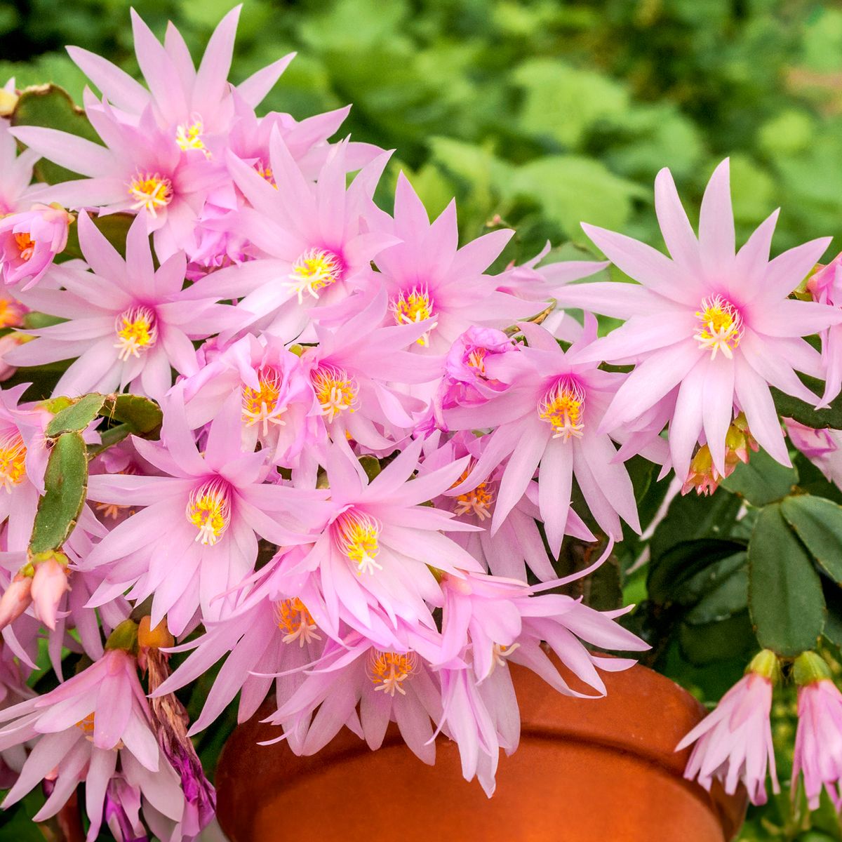 Hvordan få en påskekaktus å blomstre hvert år: ekspert tips