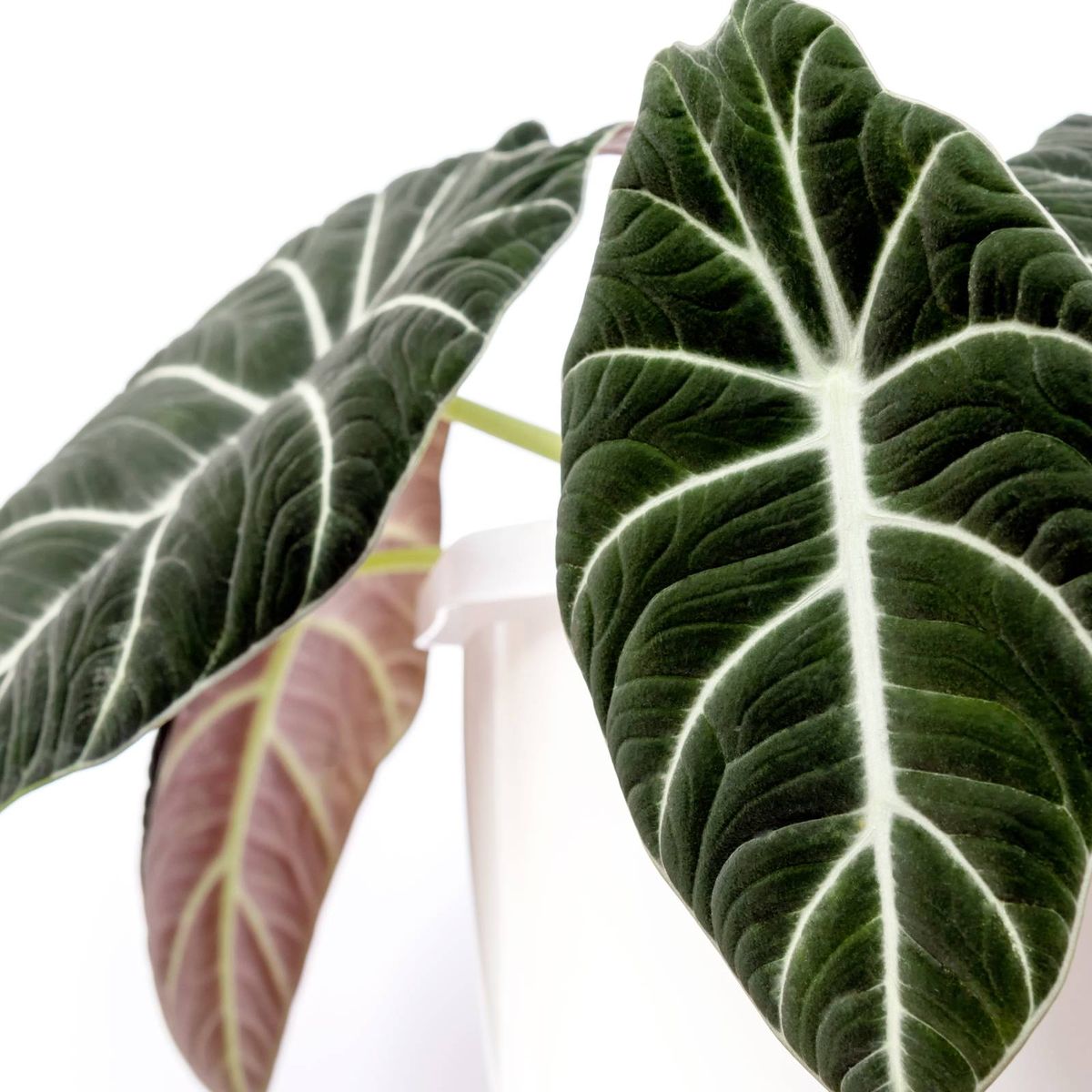Grow 8 Unique and Fancy Alocasia Plant -varianter for tropisk prakt