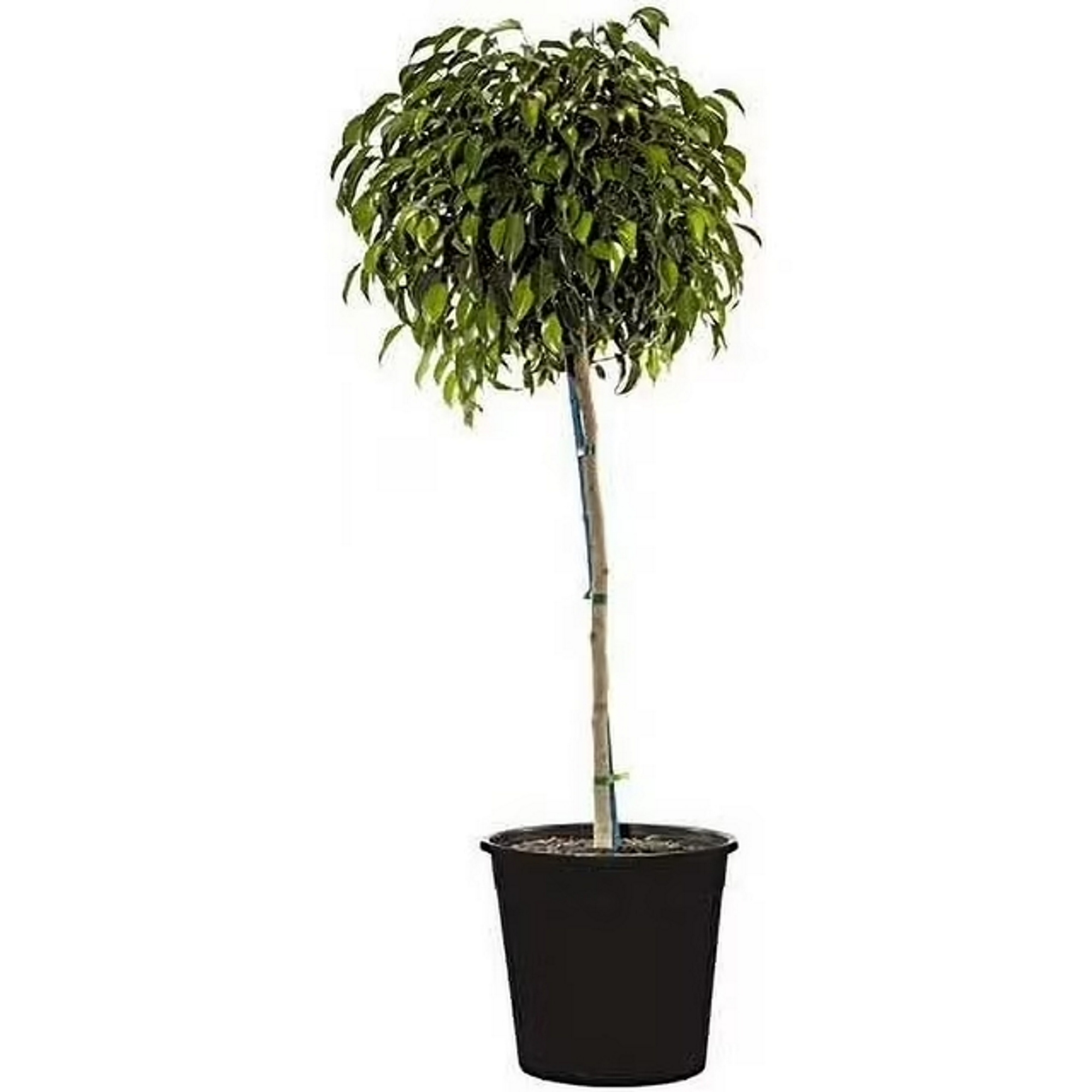 Walmart gråt fig