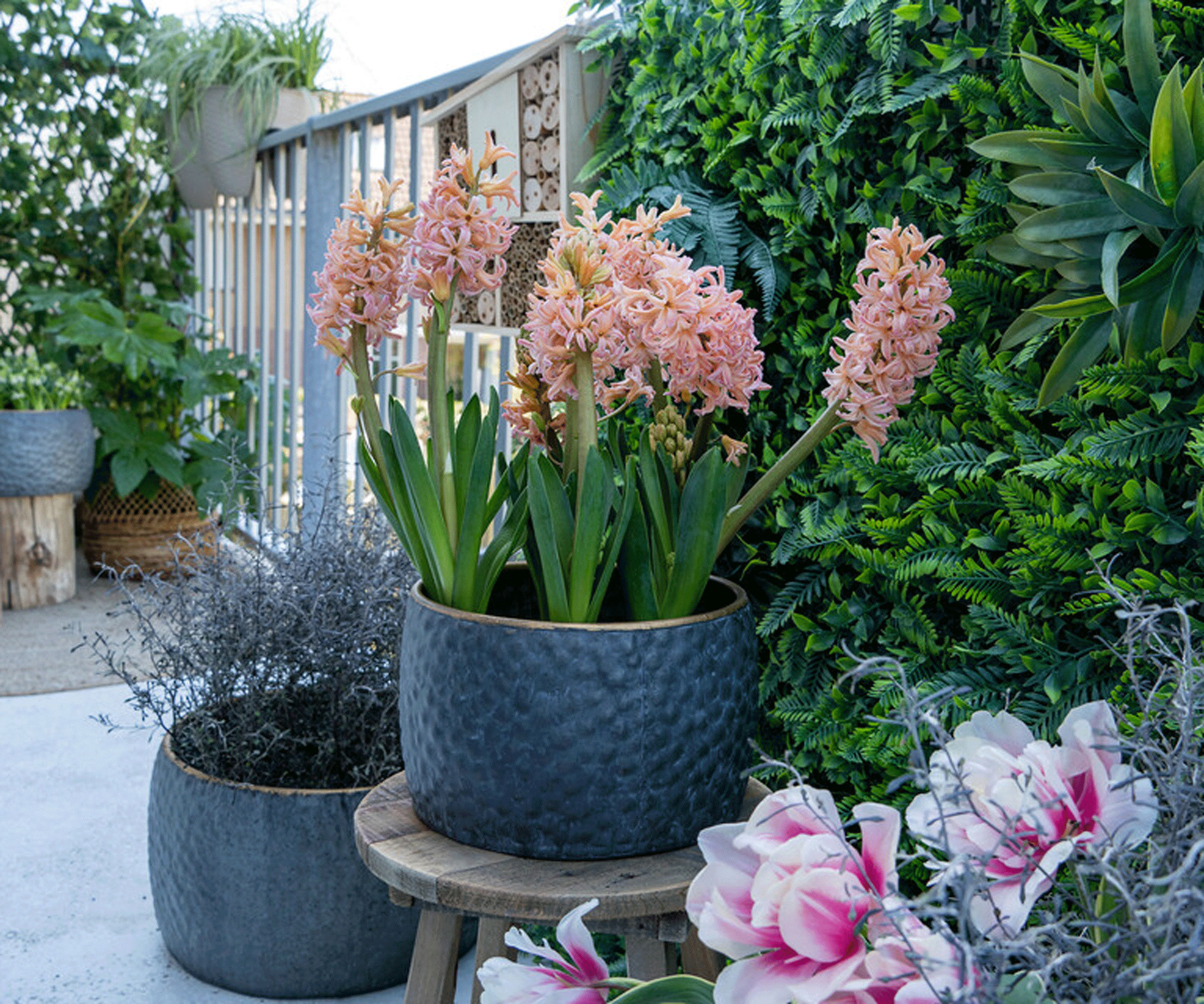 Spring Planter med Gipsy Queen Salmon Hyacinths
