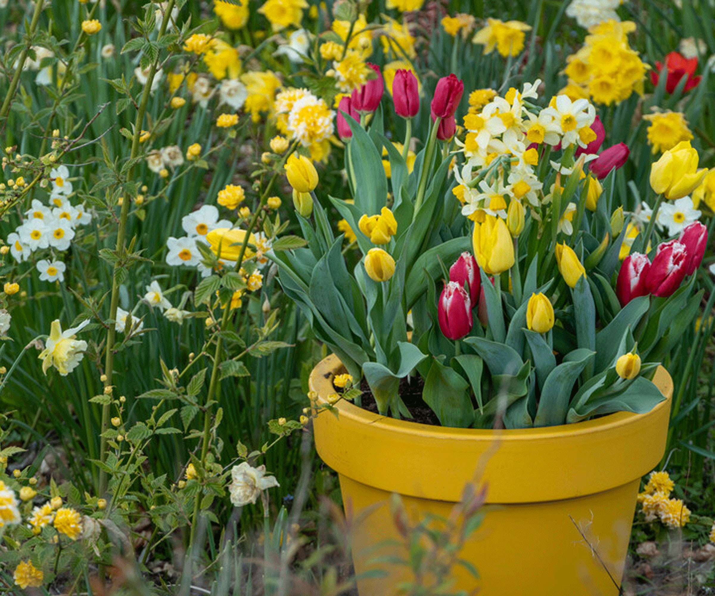 Spring Planters med Golden Miracle, Canasta, Pretty Princess, Gold Medal Tulips and Narcissus