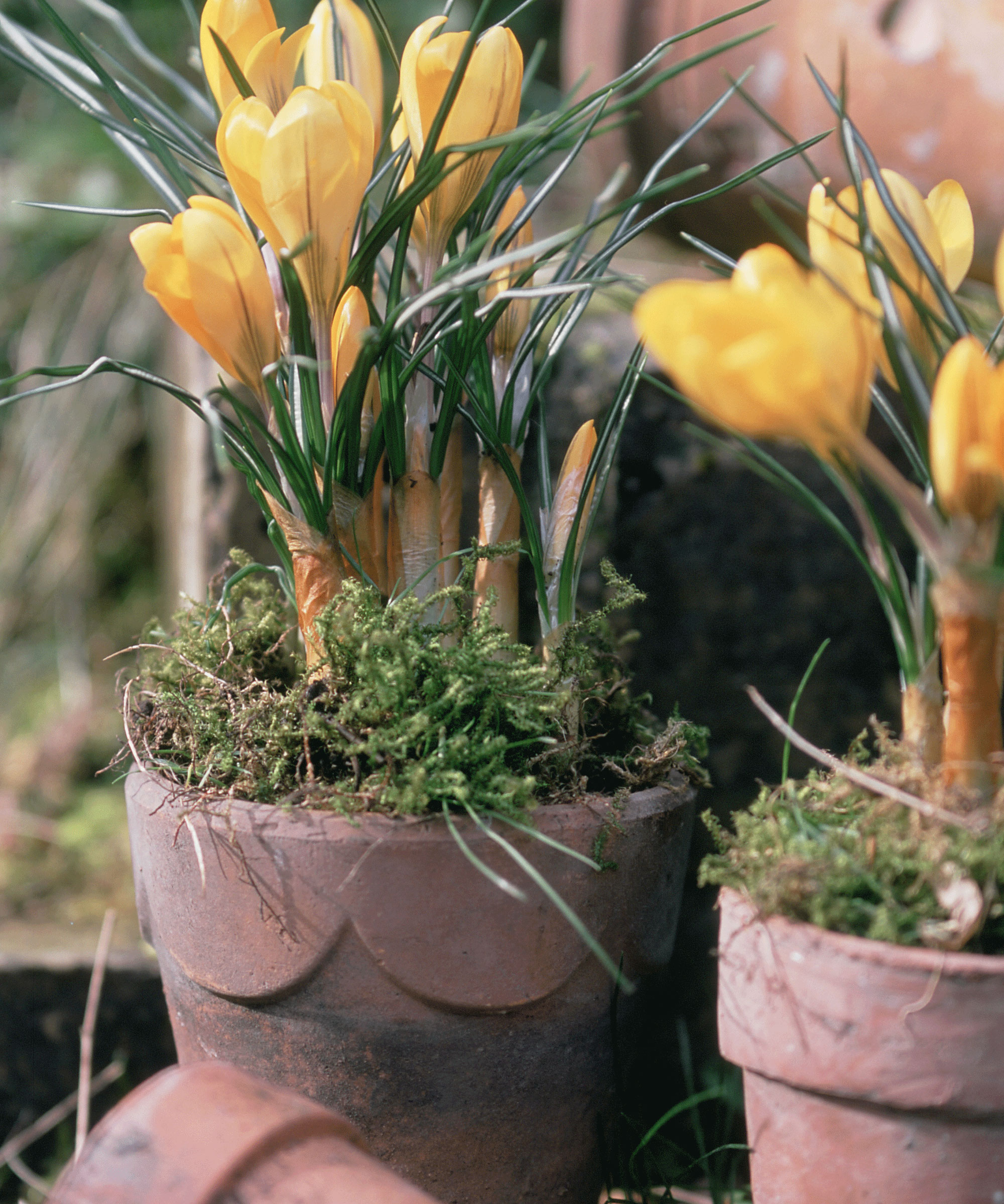 Terracotta potter plantet med gul krokus