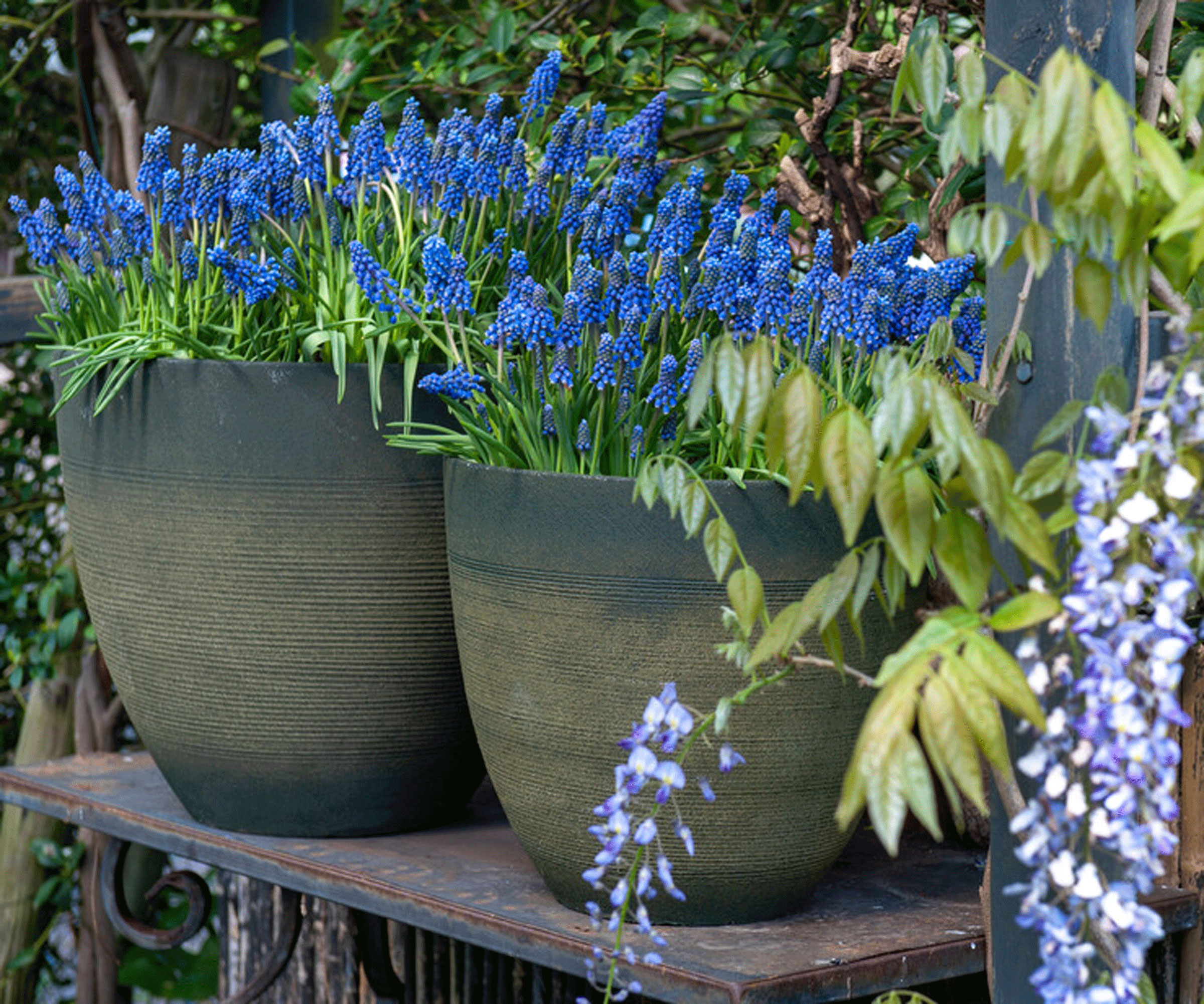 Spring Planter med blå magisk muskari