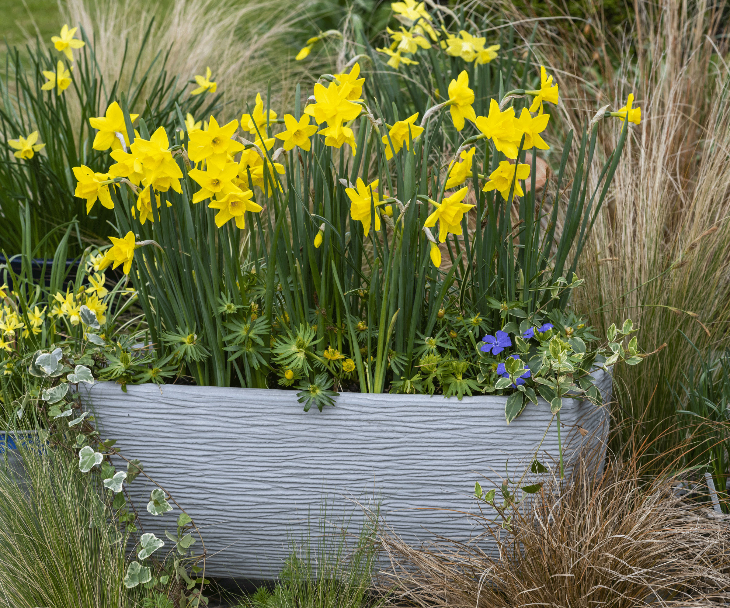 Spring Planter med Narcissus