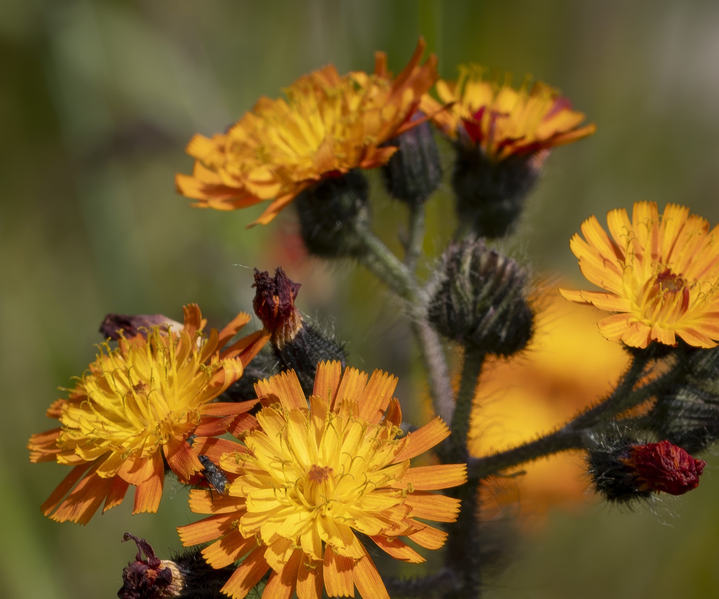 Orange Hawkweed, også kjent som Pilosella Aurantiaca
